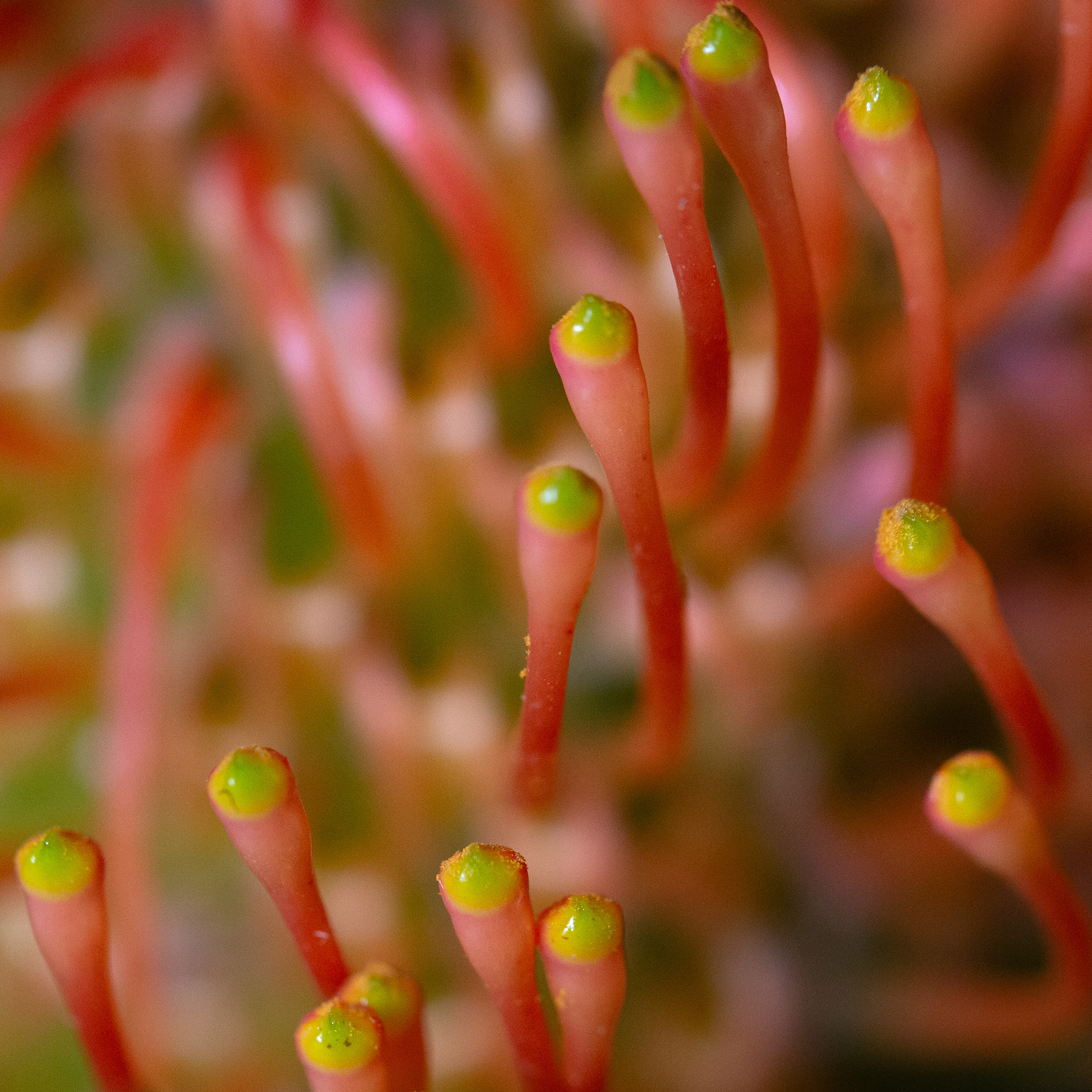 © Marius Hamann Photography