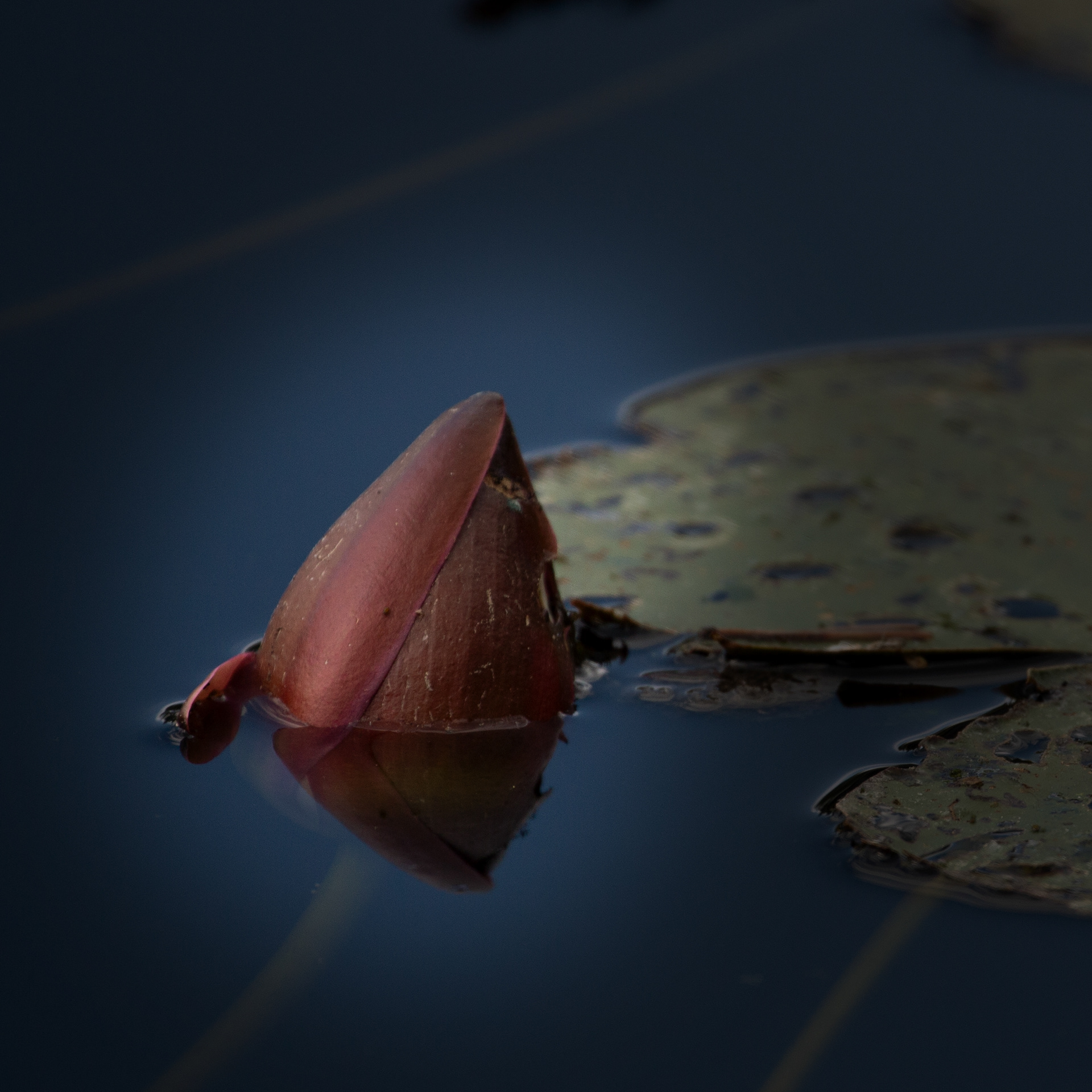 © Marius Hamann Photography