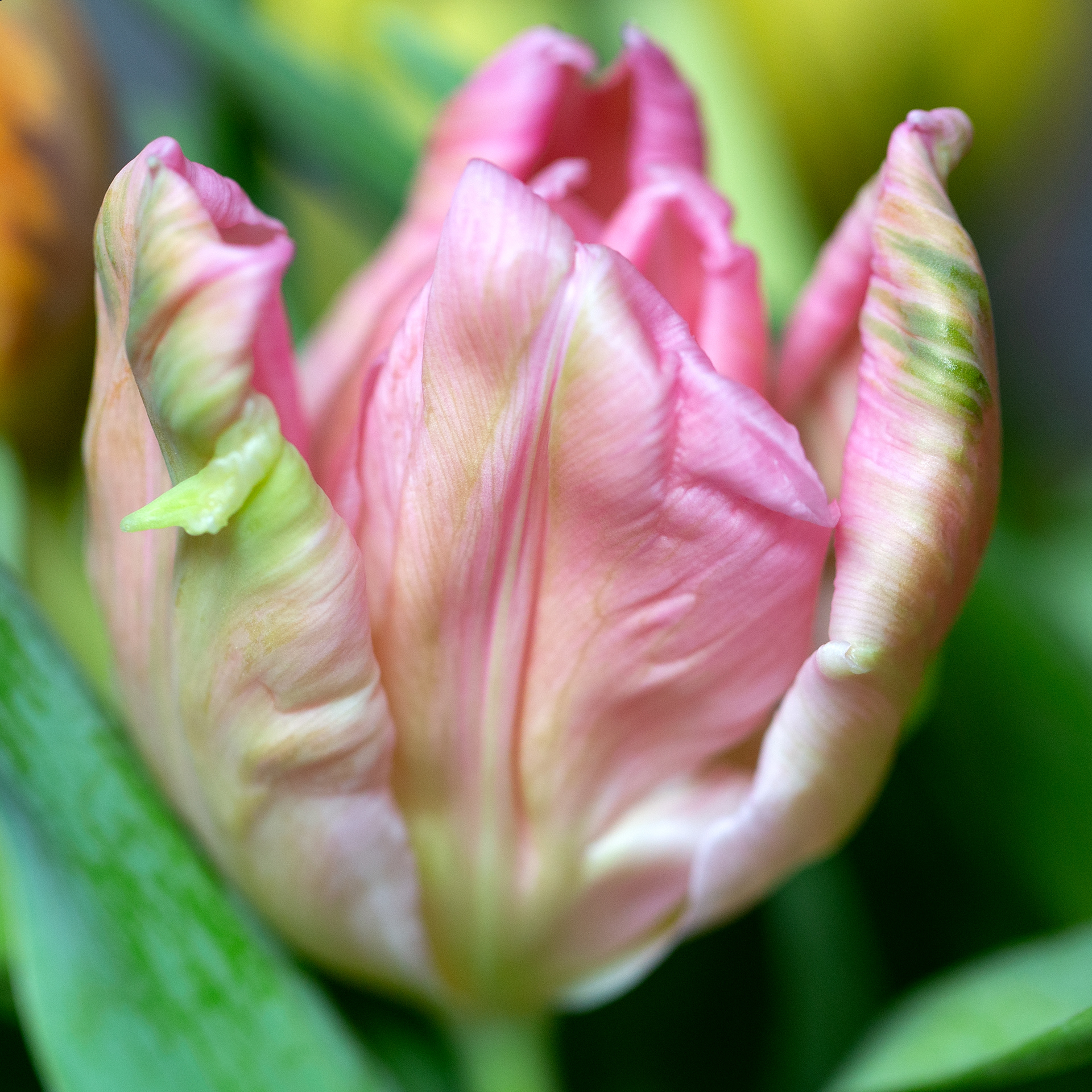 © Marius Hamann Photography