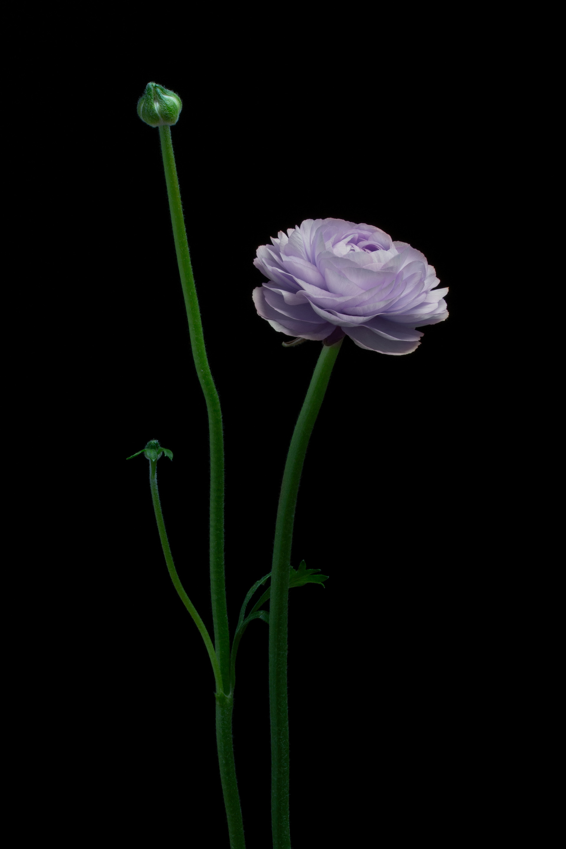 © Marius Hamann Photography