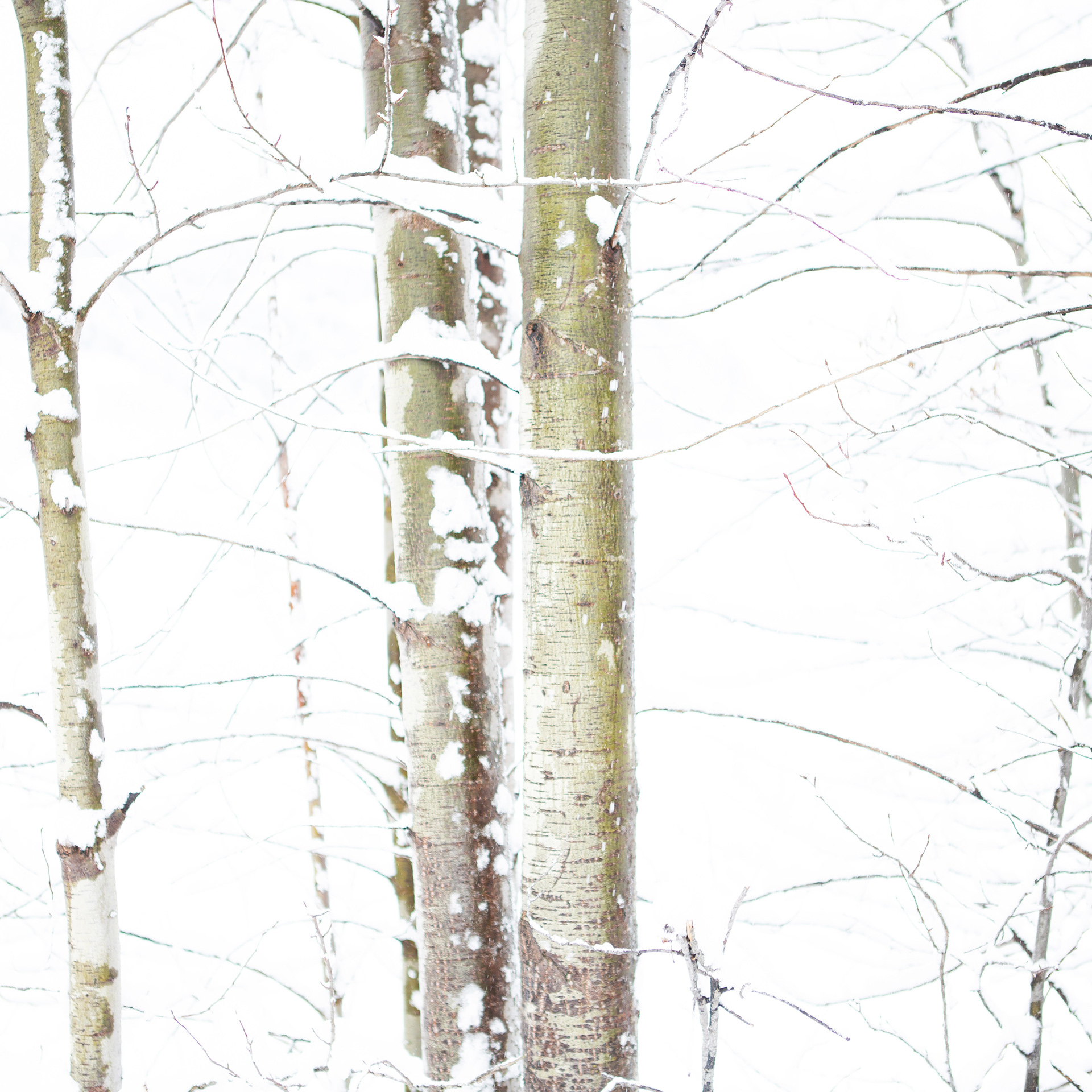 © Marius Hamann Photography