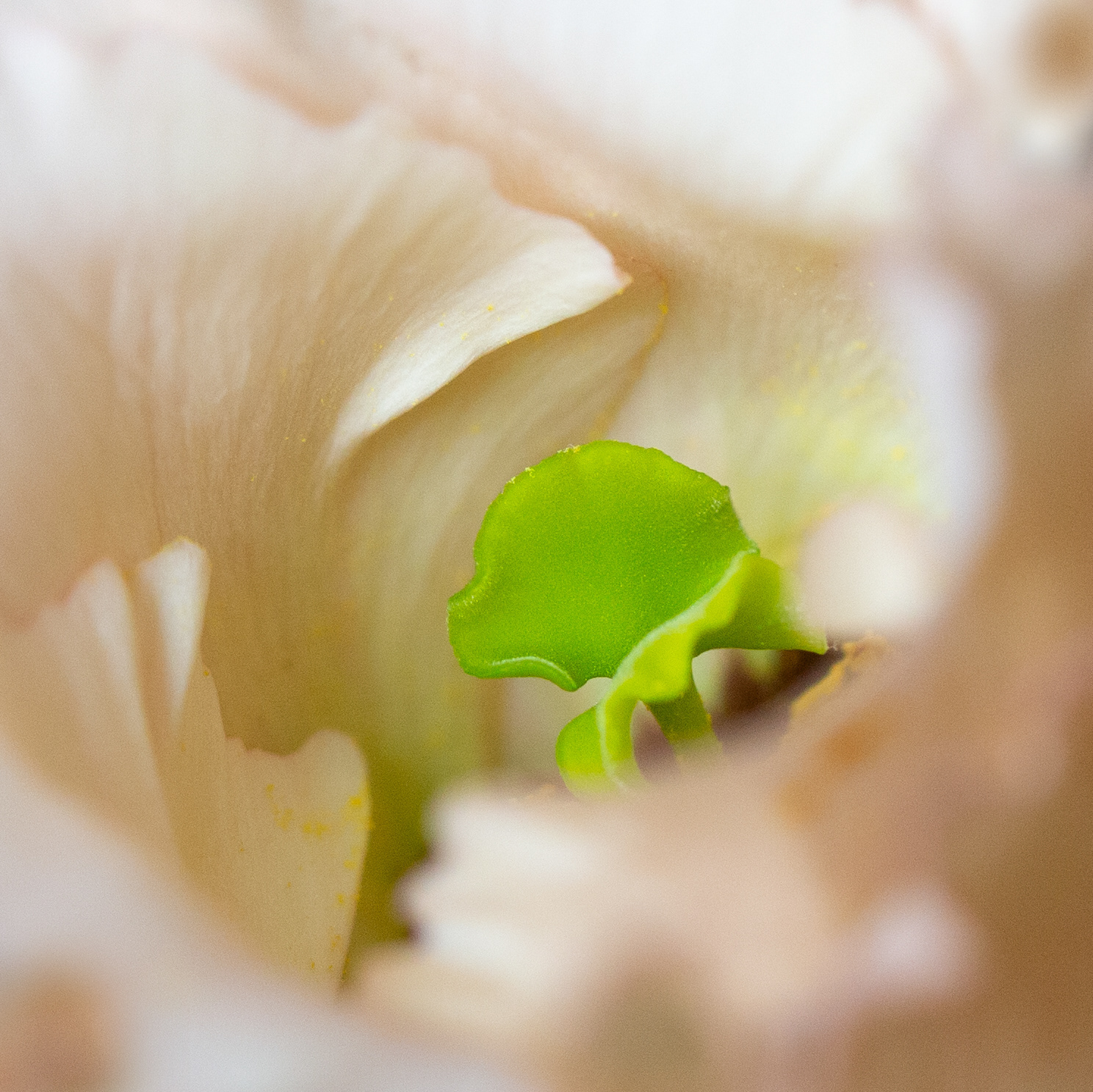 © Marius Hamann Photography