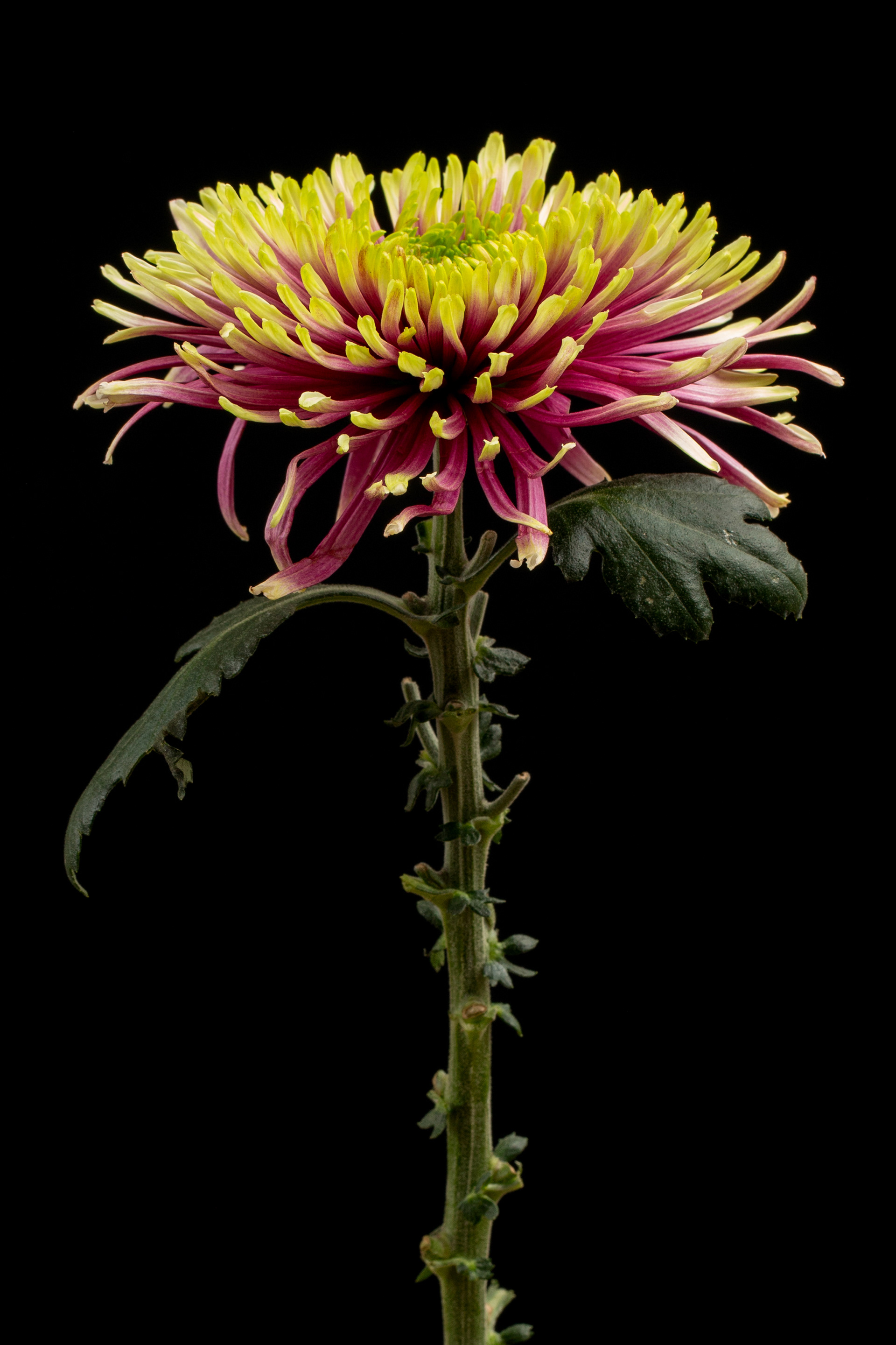 © Marius Hamann Photography