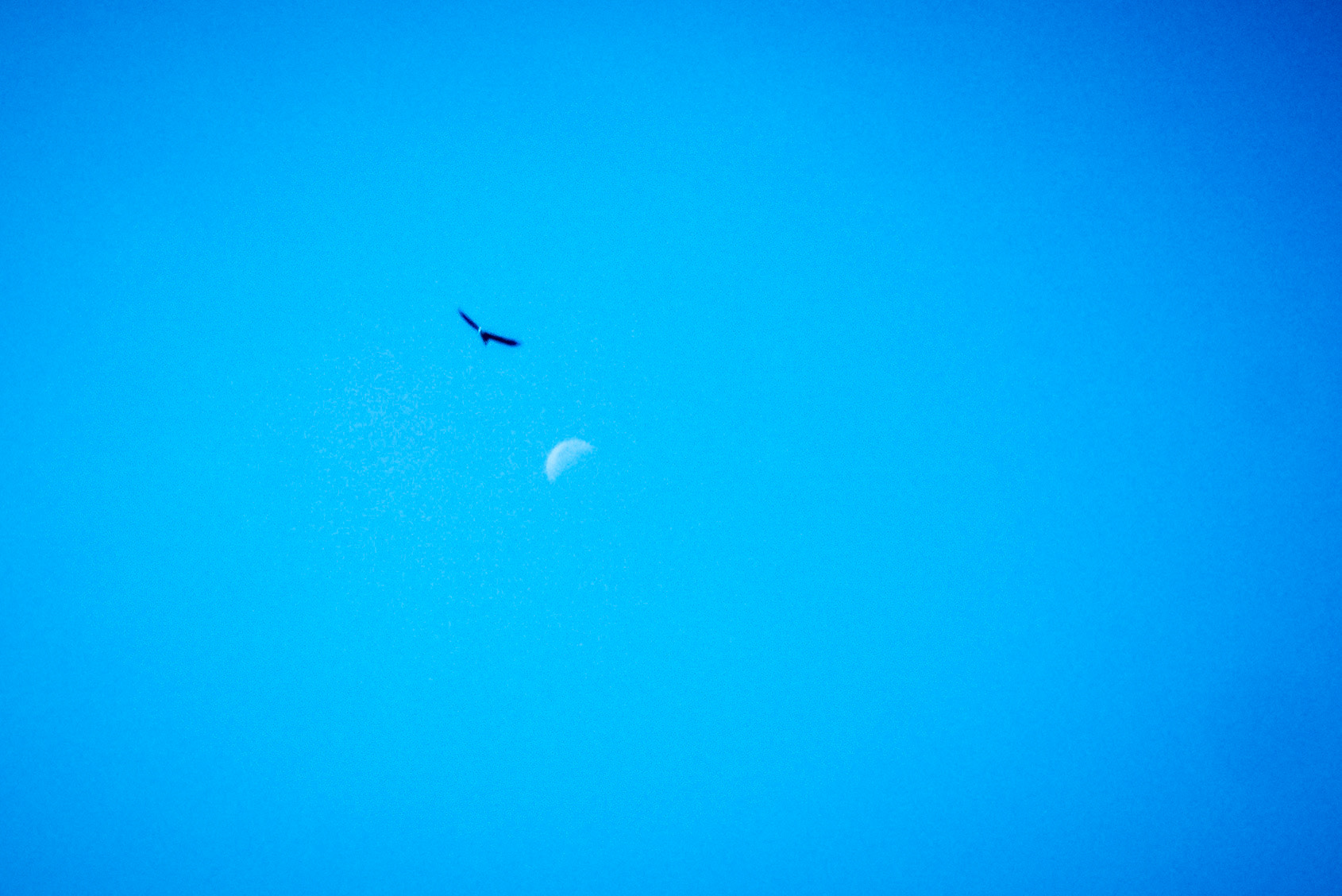 Bald Eagle (Really. ...I have witnesses)