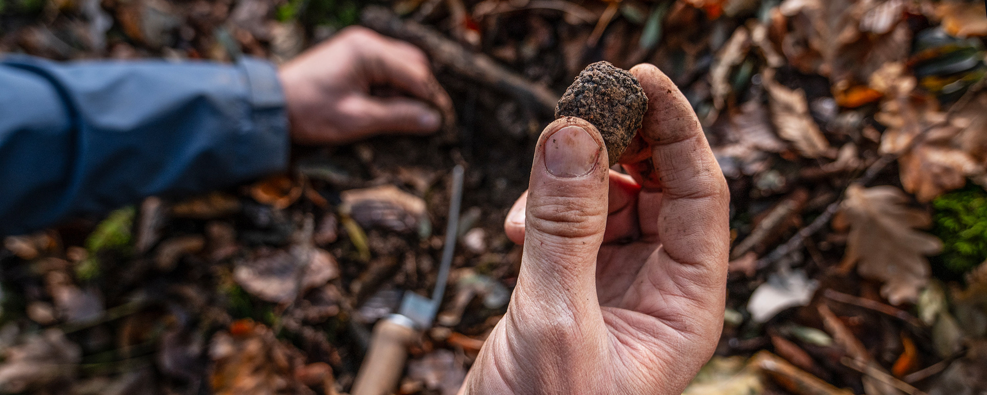 Truffle hunting