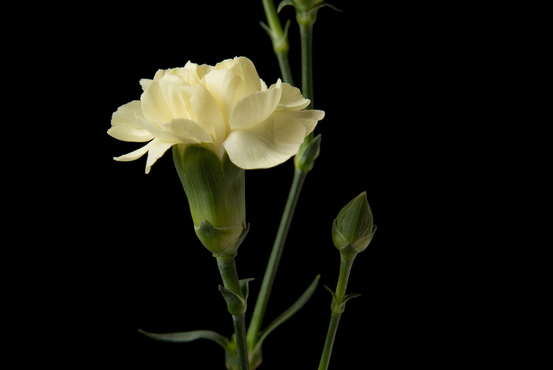 Still-life botanical series