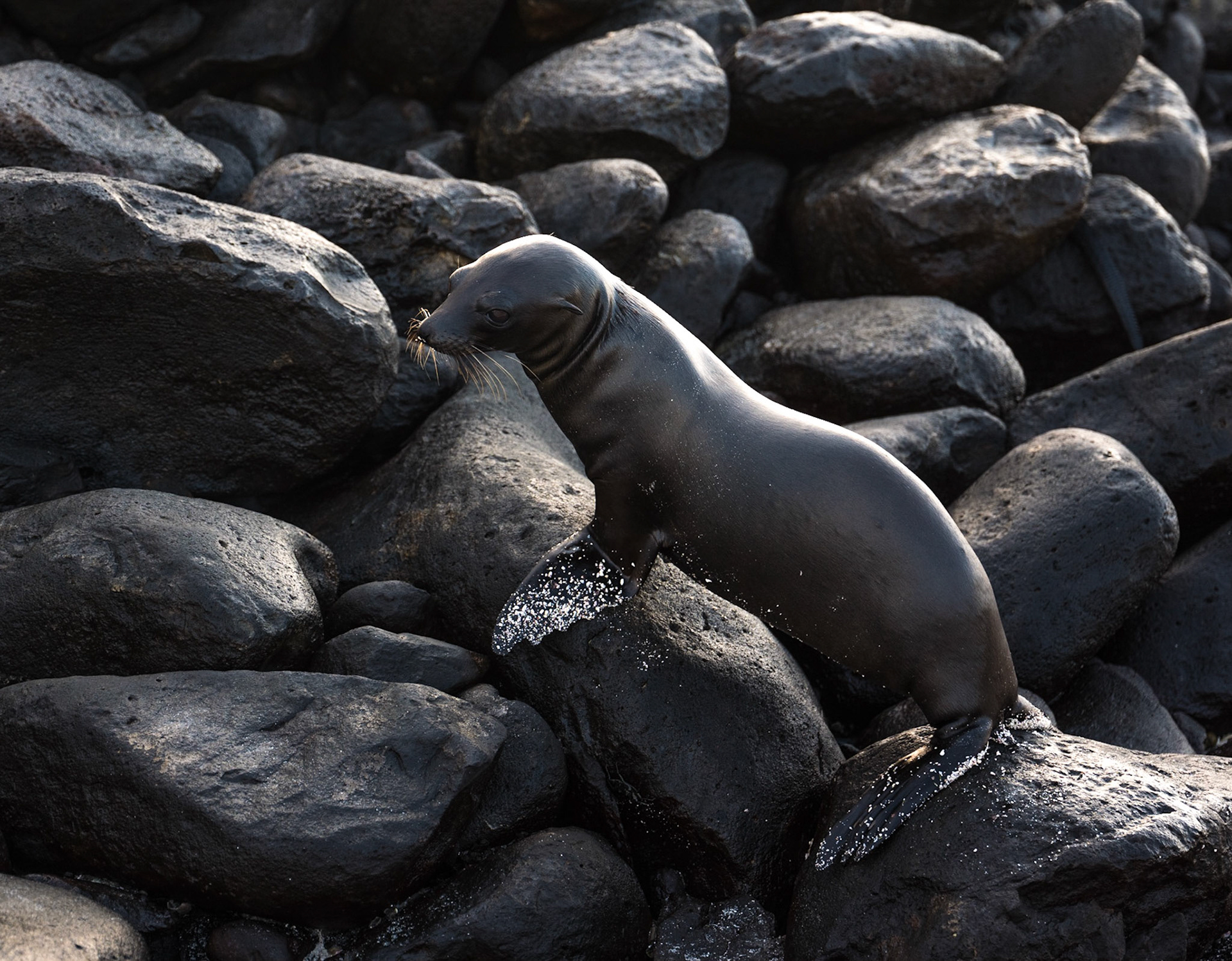 1°22'9.28" S 89°44'42.26" W Galapagos island