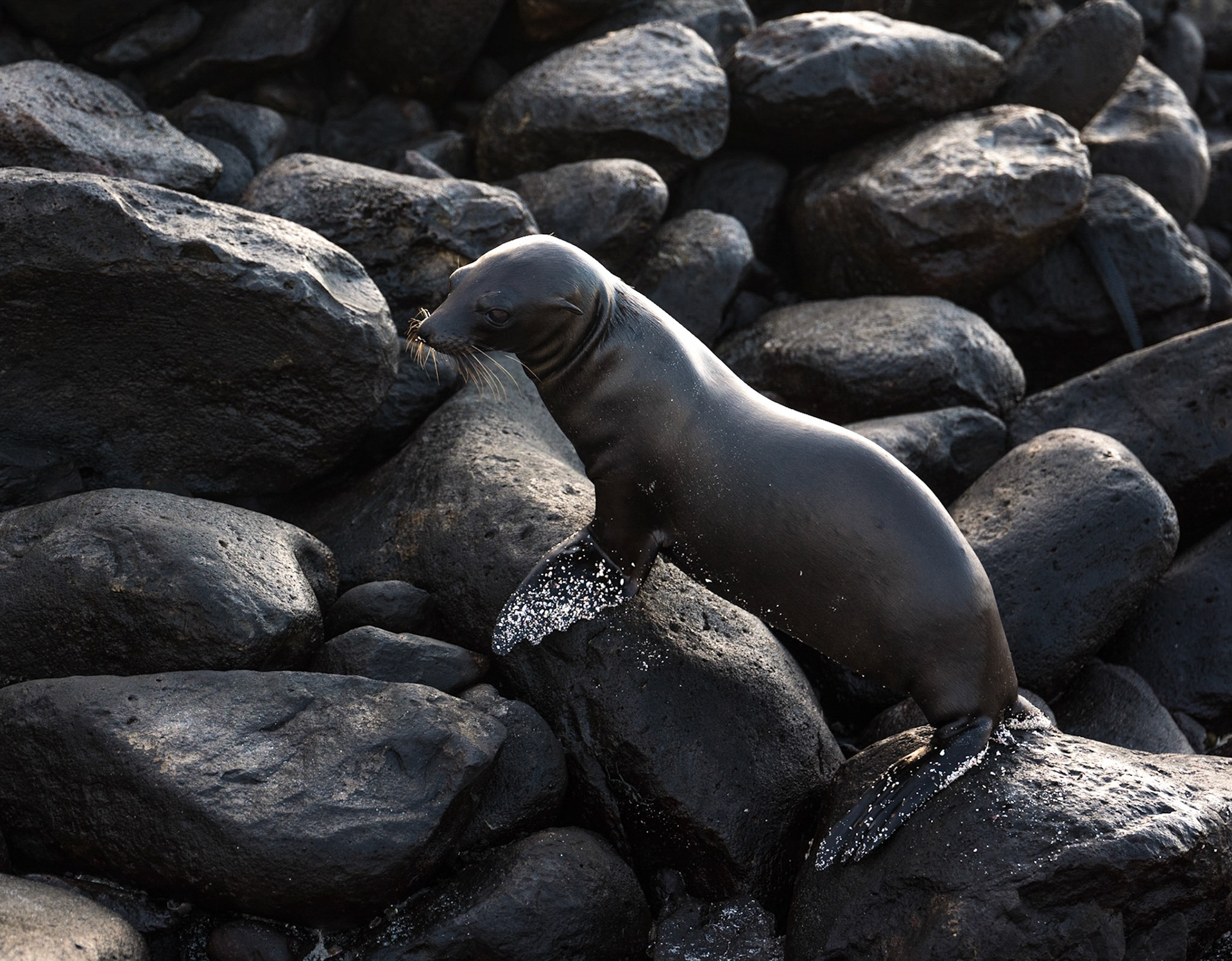 1°22'9.28" S 89°44'42.26" W Galapagos island