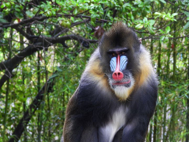 Male Mandrill