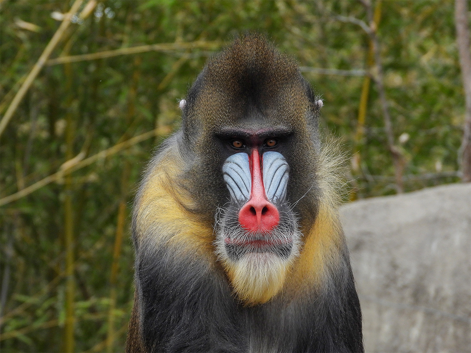 Male Mandrill