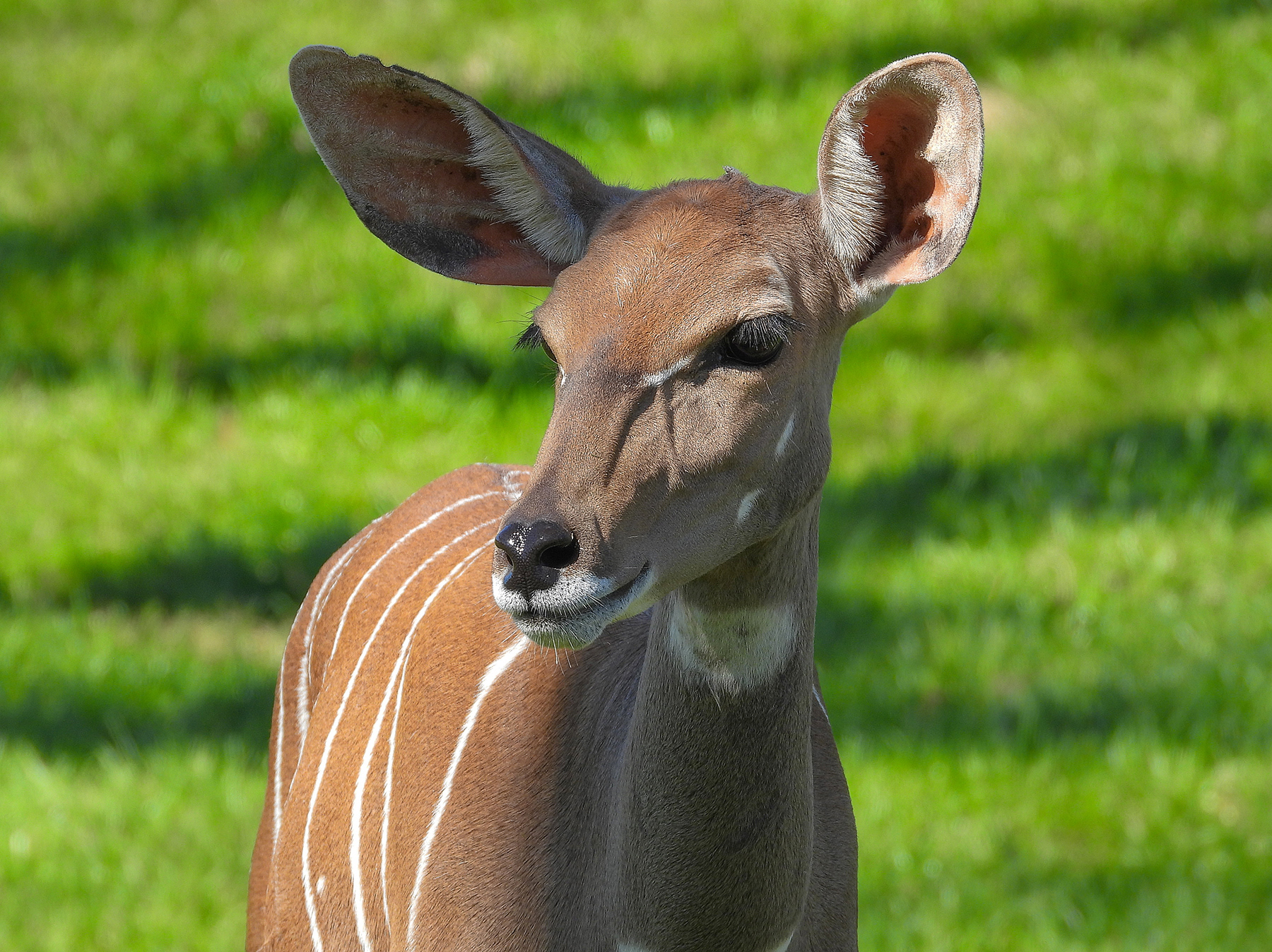 Lesser Kudu