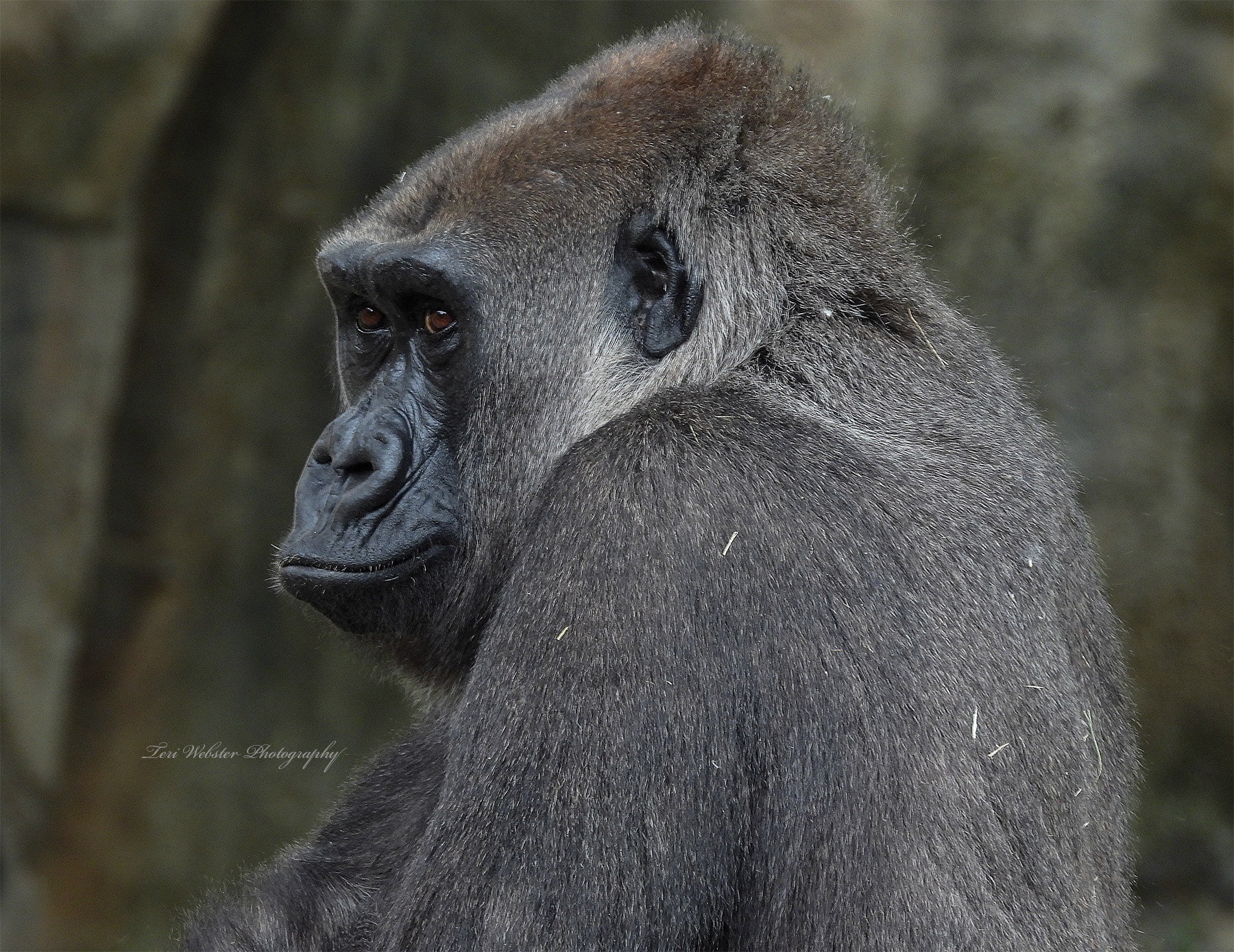 Female Western Lowland Gorilla