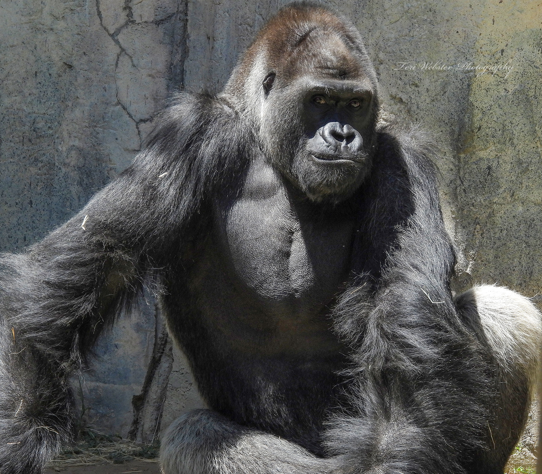 Silverback Western Lowland Gorilla