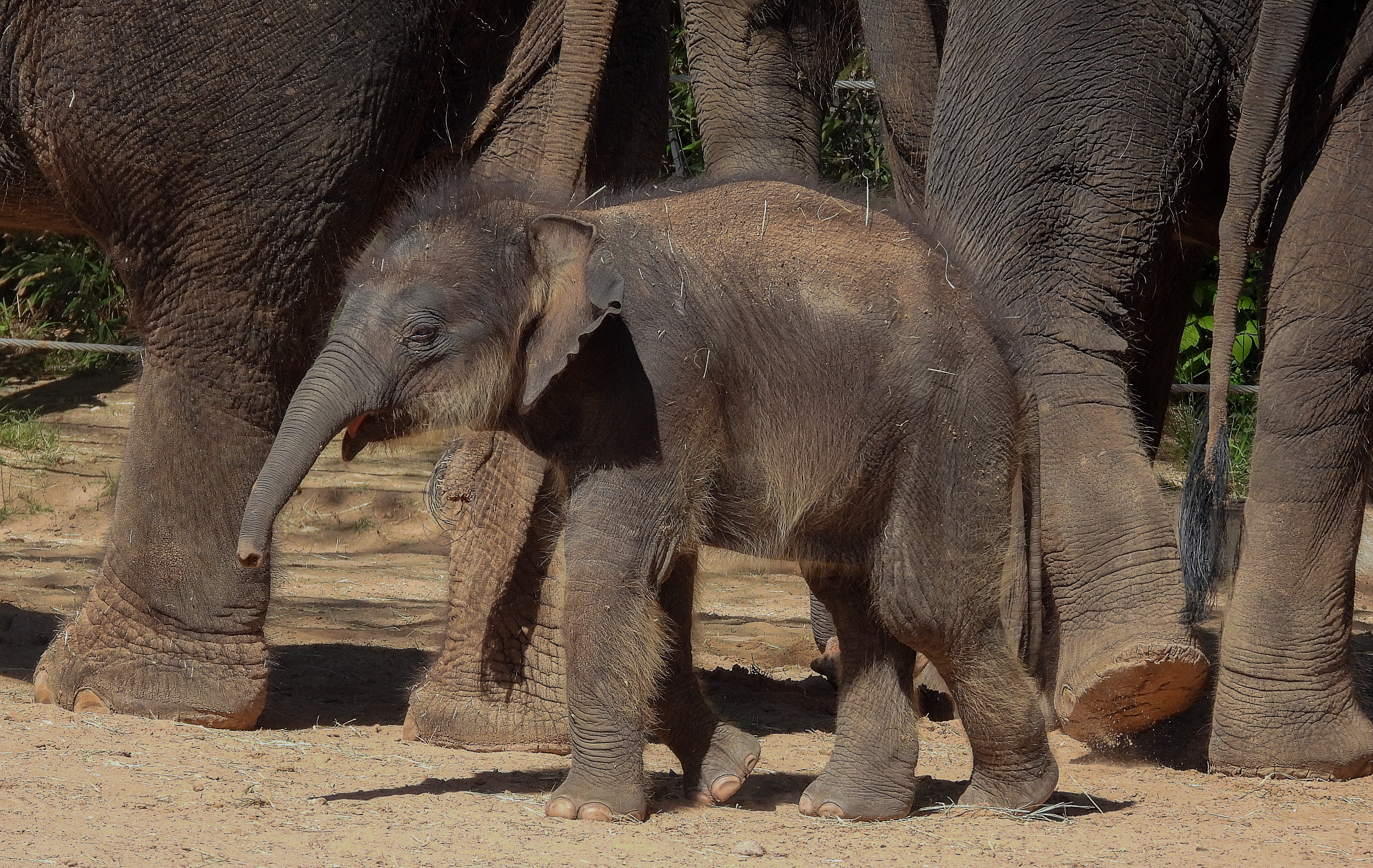 Asian Elephant Calf
