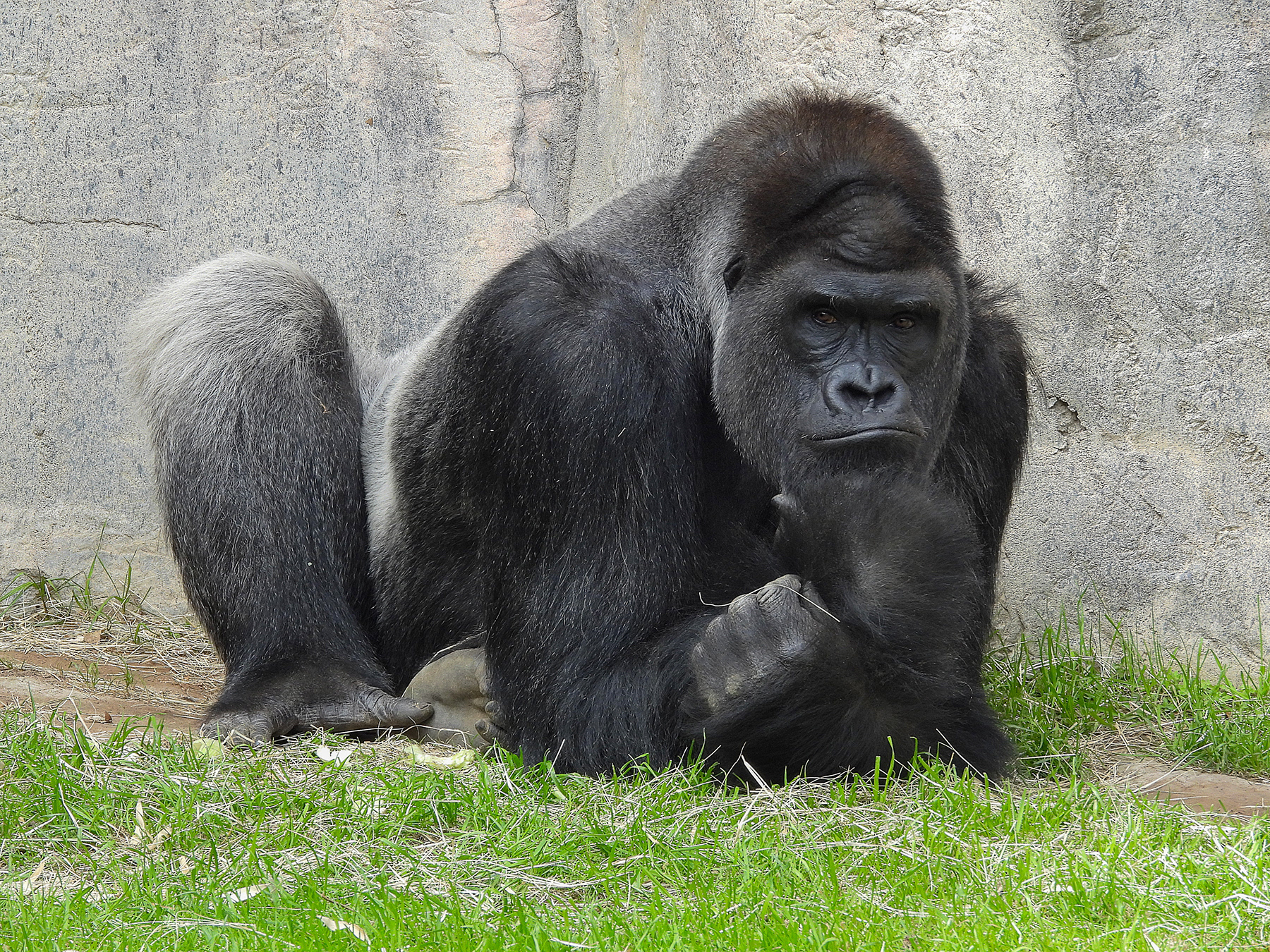 Silverback Western Lowland Gorilla