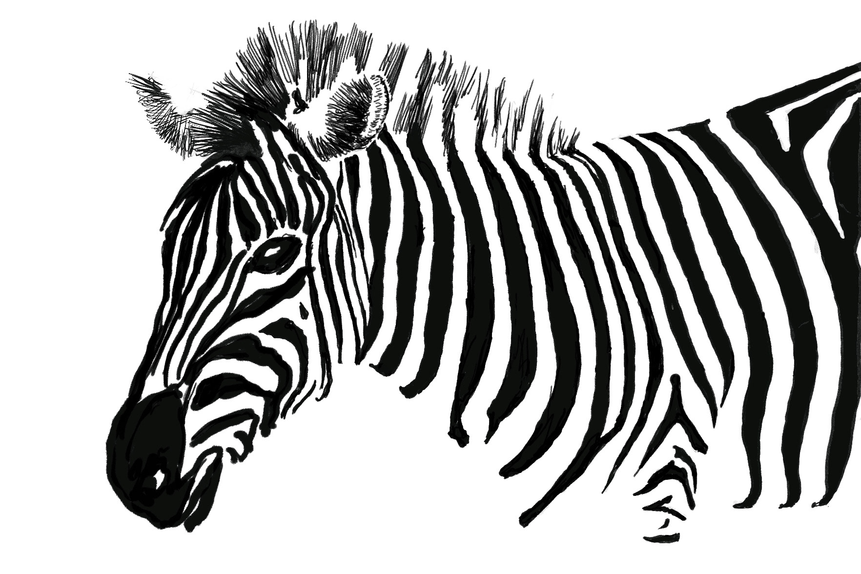 Zebra