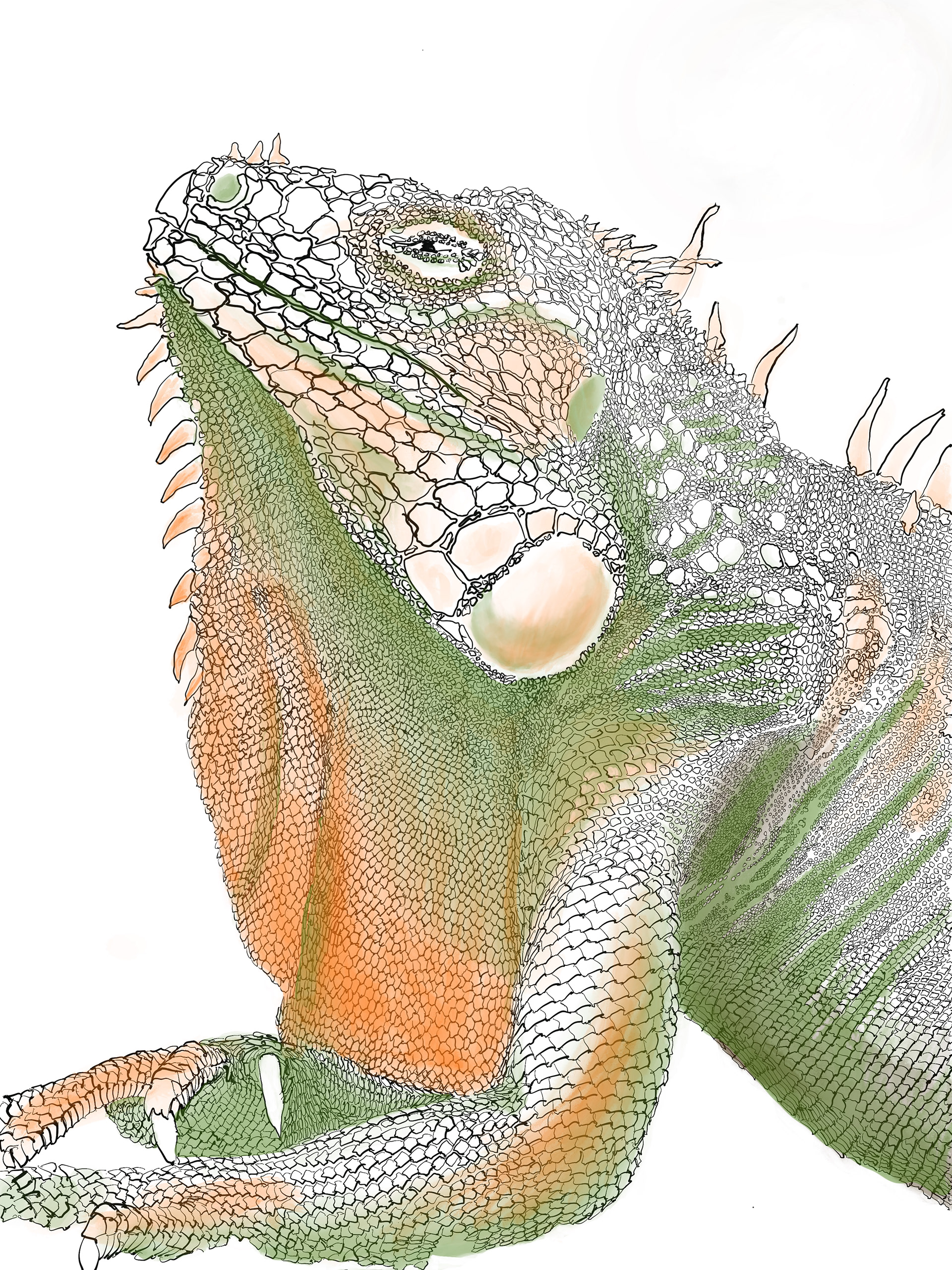 Iguana