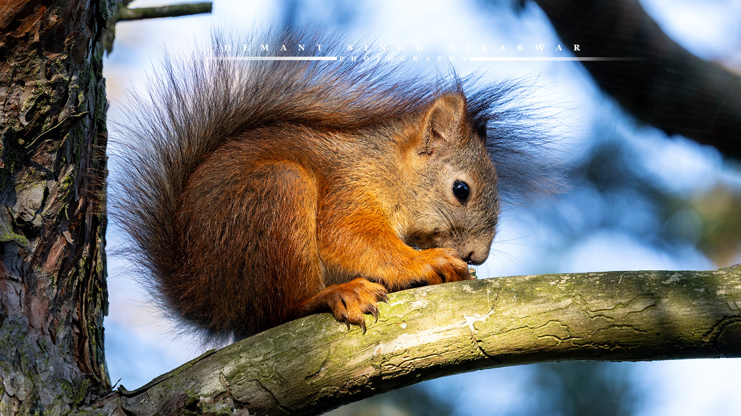Red Squirrel: Under the bright morning sun. © 2025 Hemant Singh Sikarwar. All rights reserved.