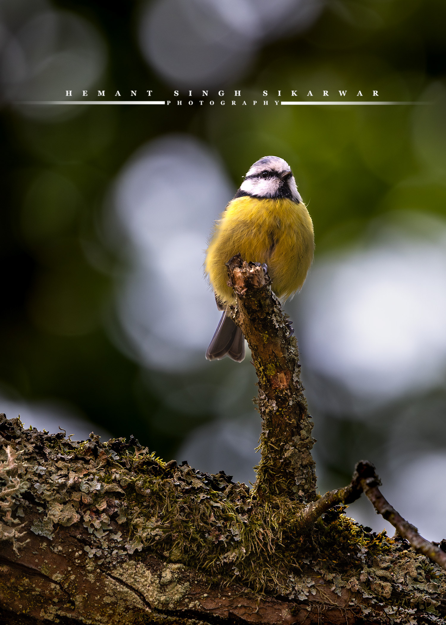 The Eurasian Blue Tit, with its striking blue and yellow plumage, is a lively little bird that brightens woodlands and gardens alike. Its playful energy and curious nature make it one of the most delightful sights in the wild.