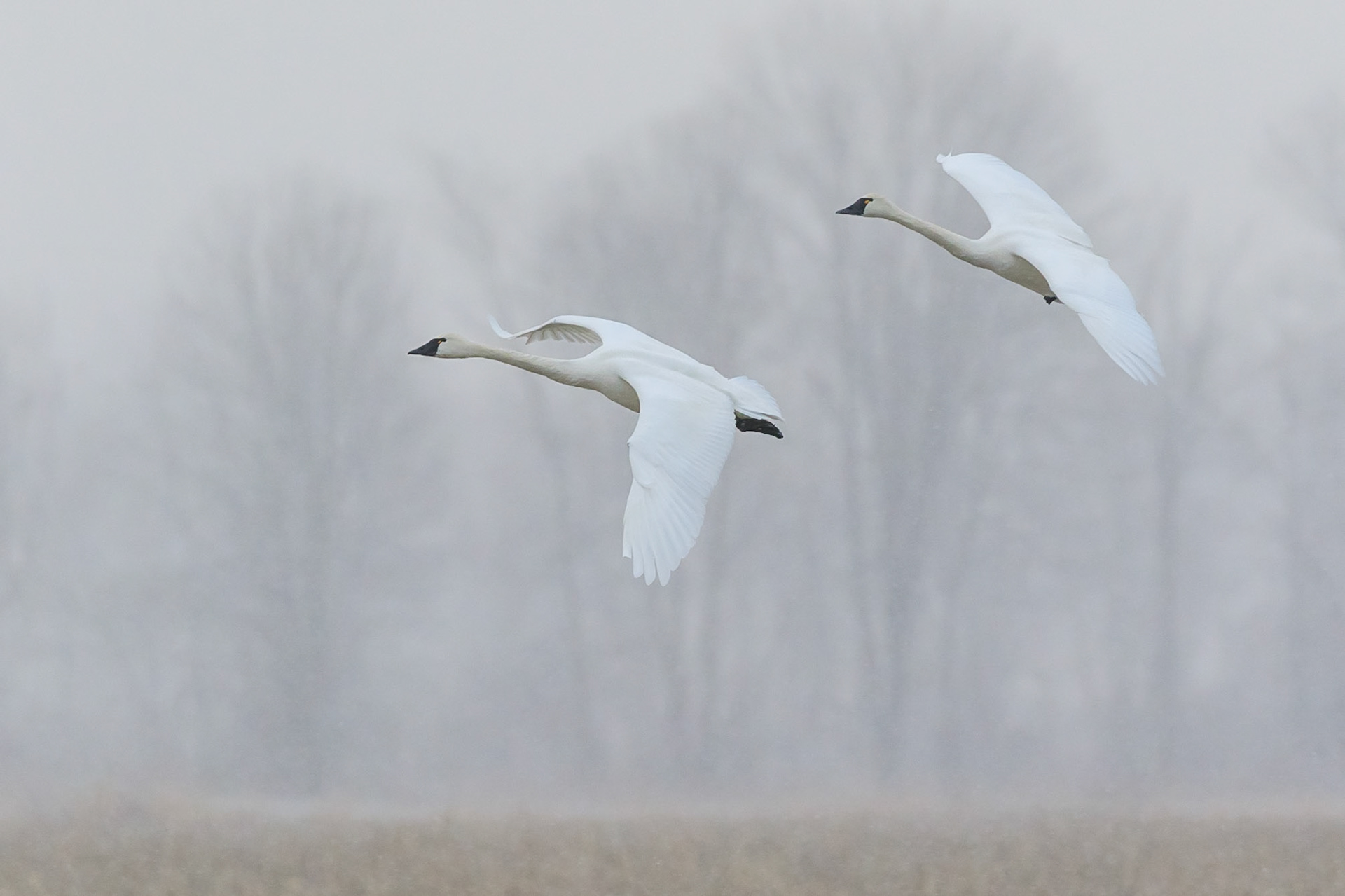 Tundra Swans in light snow flurries