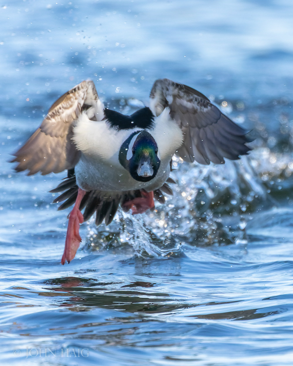 Bufflehead