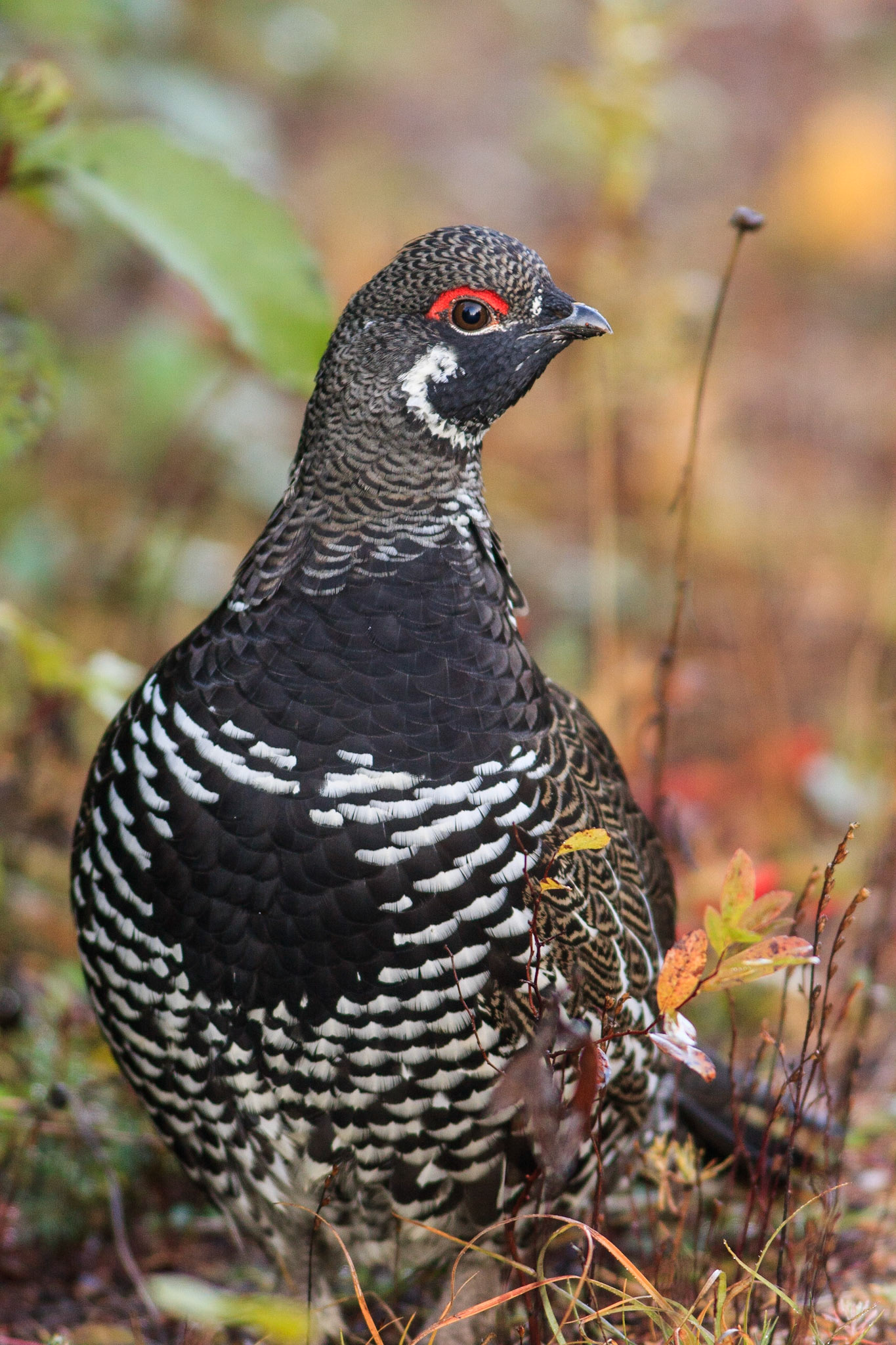 Falcipennis canadensis