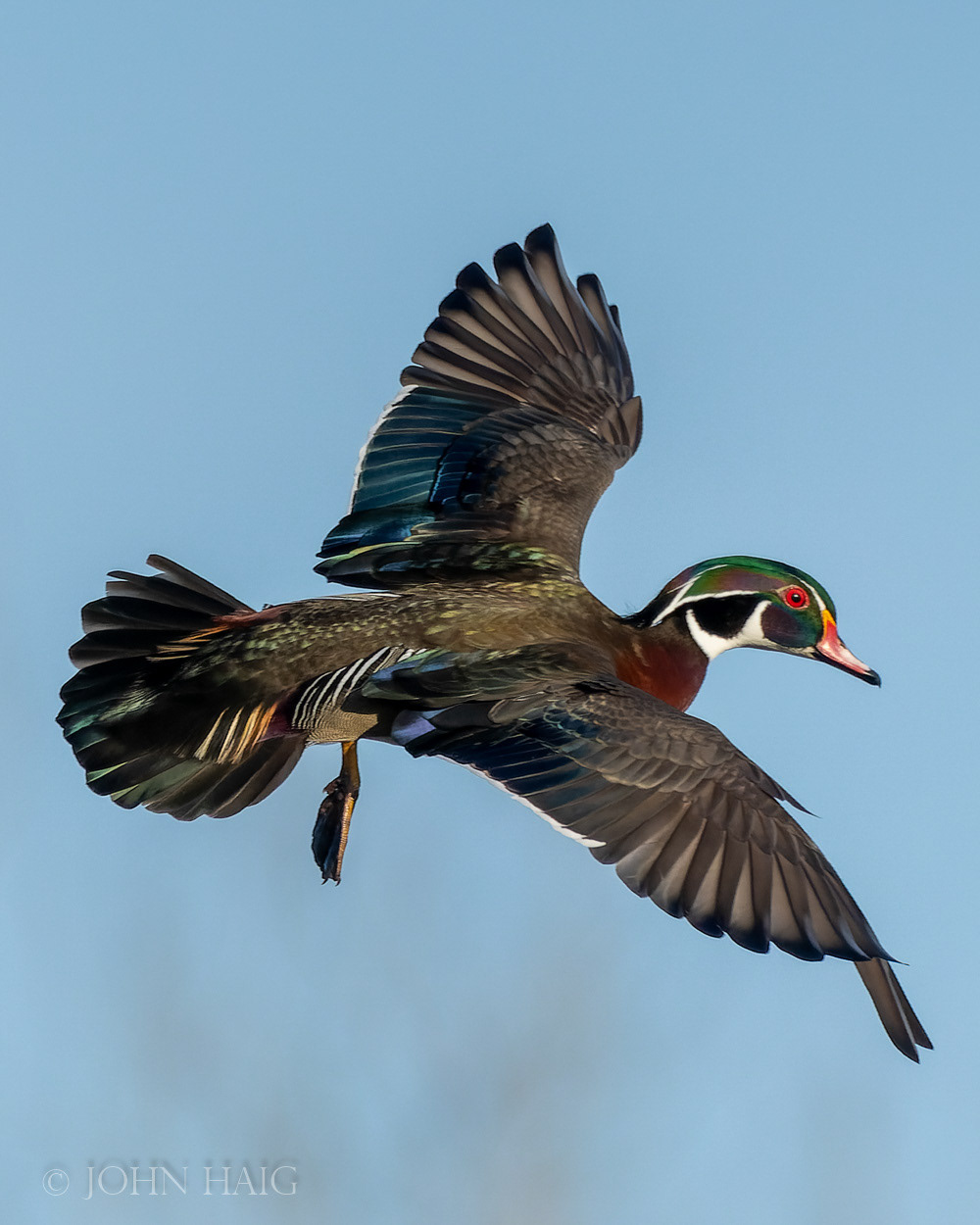 Wood Duck