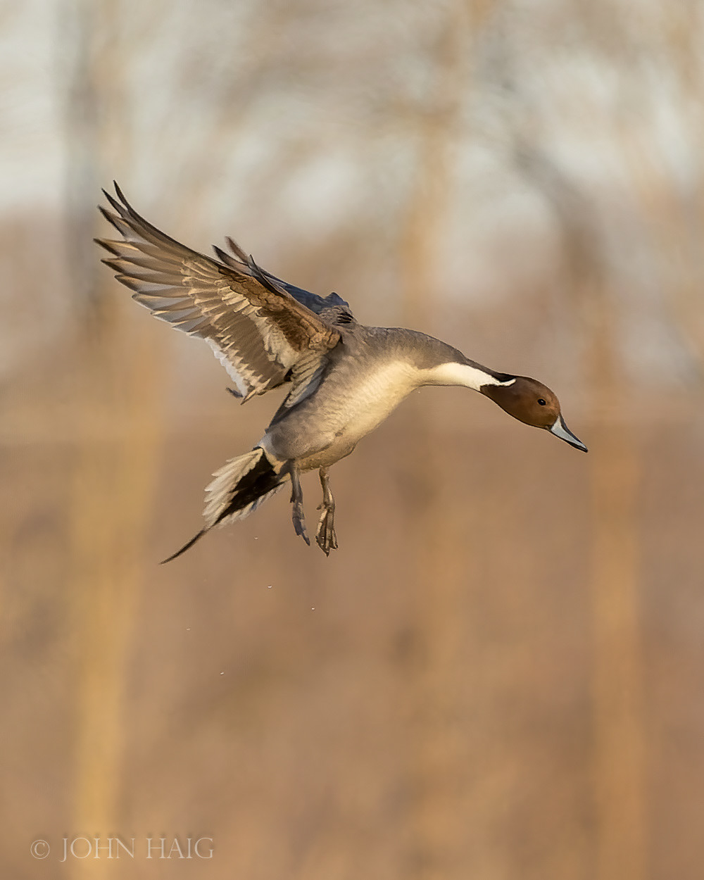 Northern Pintail