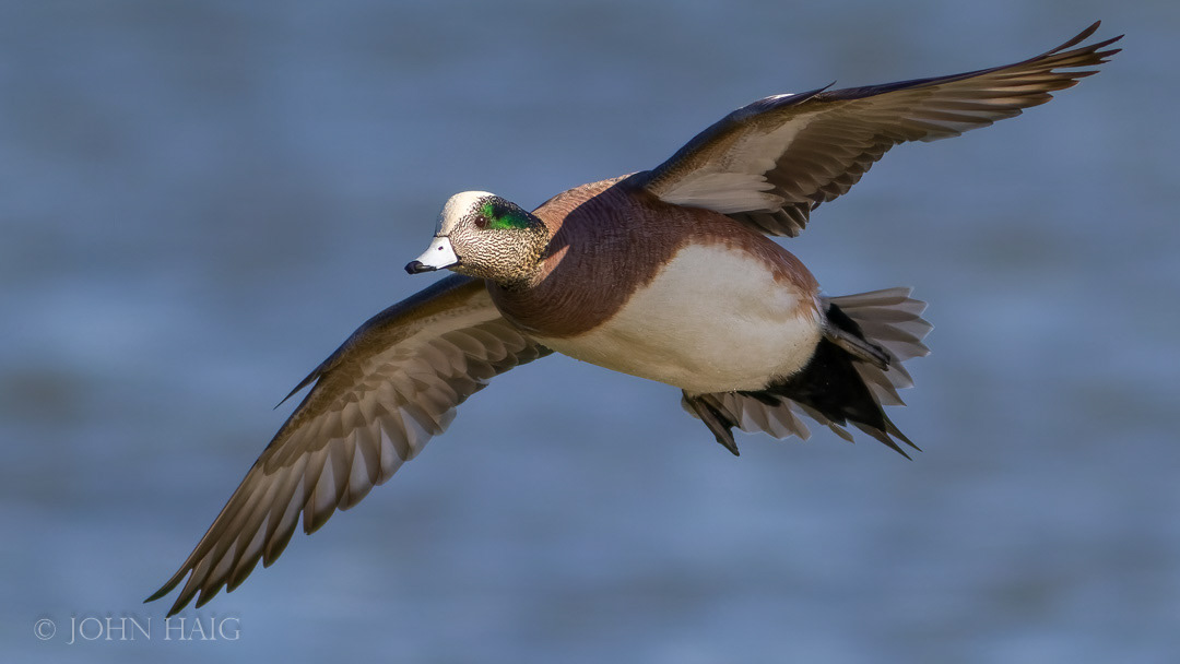 American Widgeon