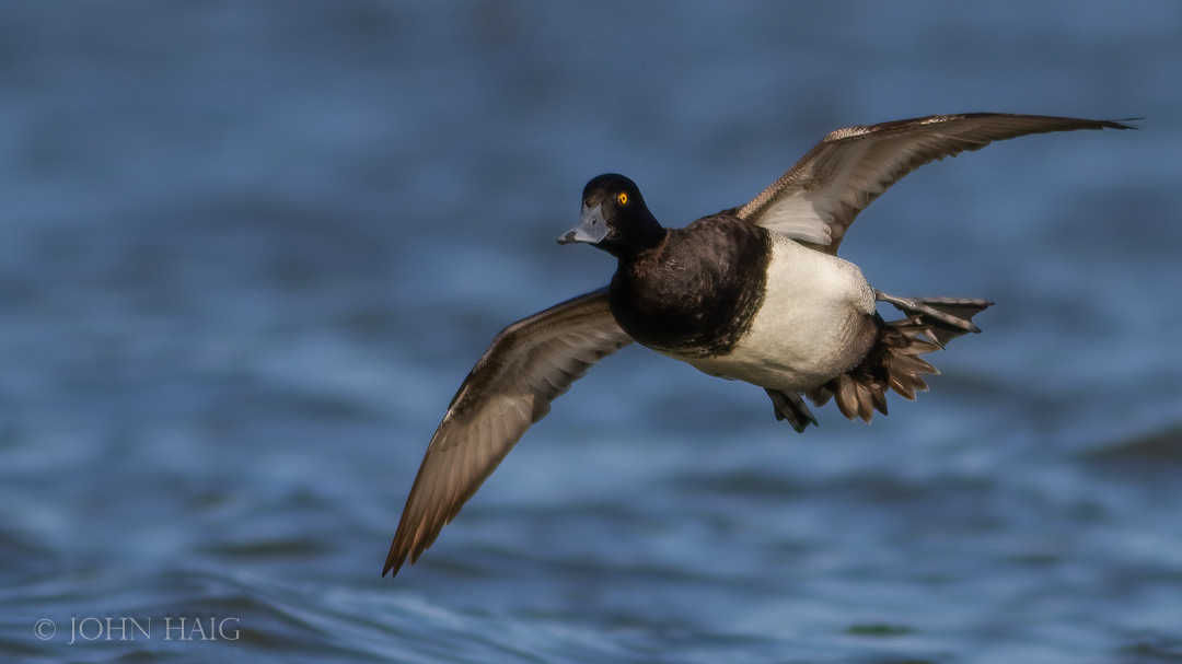 Lesser Scaup