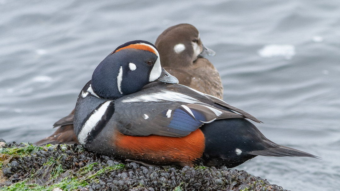 Harlequin Pair at Barnegat, NJ 