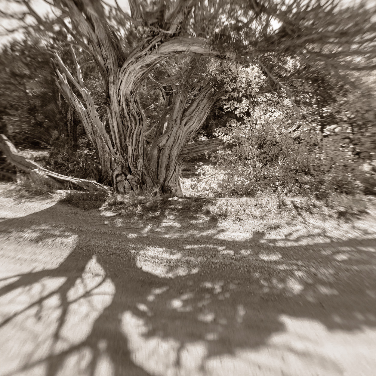 Black Canyon Cedar