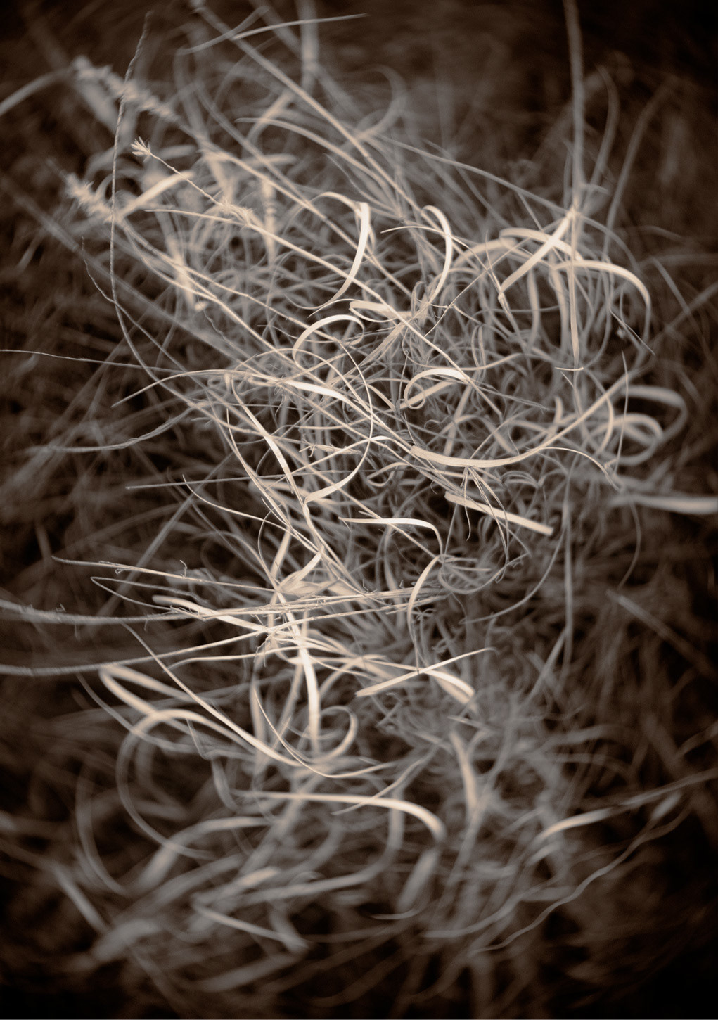 Scribble Grass