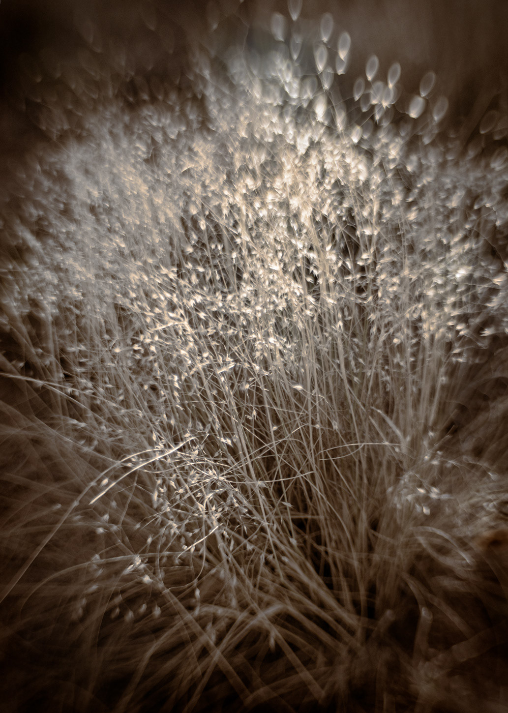 Shimmering Grass