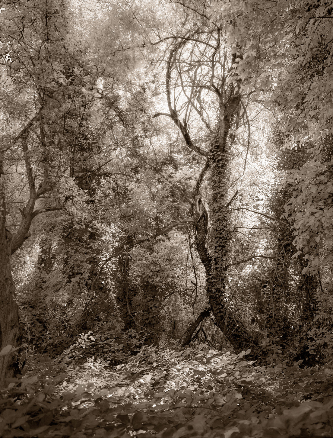 Oak Creek Canyon Trail 2