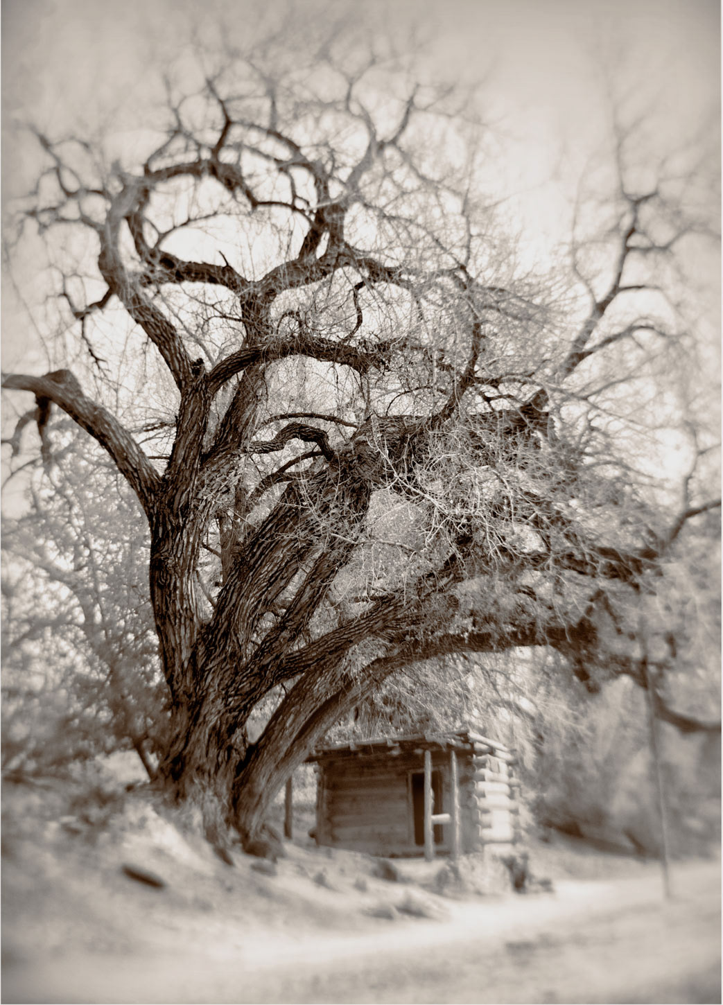 Las Golondrinas Cottonwood 1