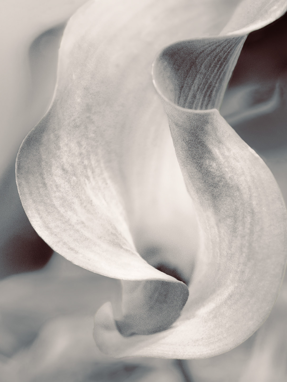 Calla Lilly 1