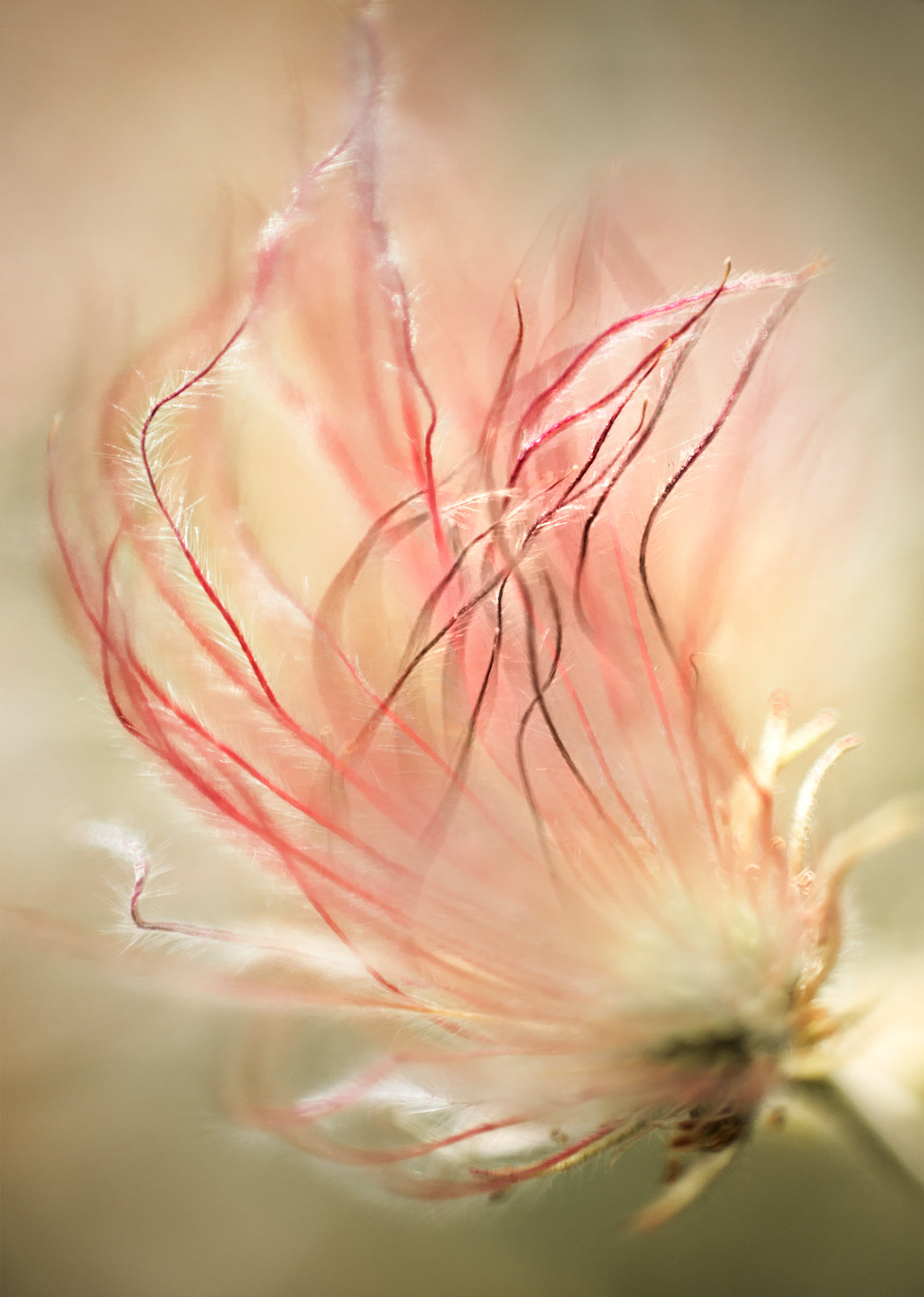 Apache Plume 2