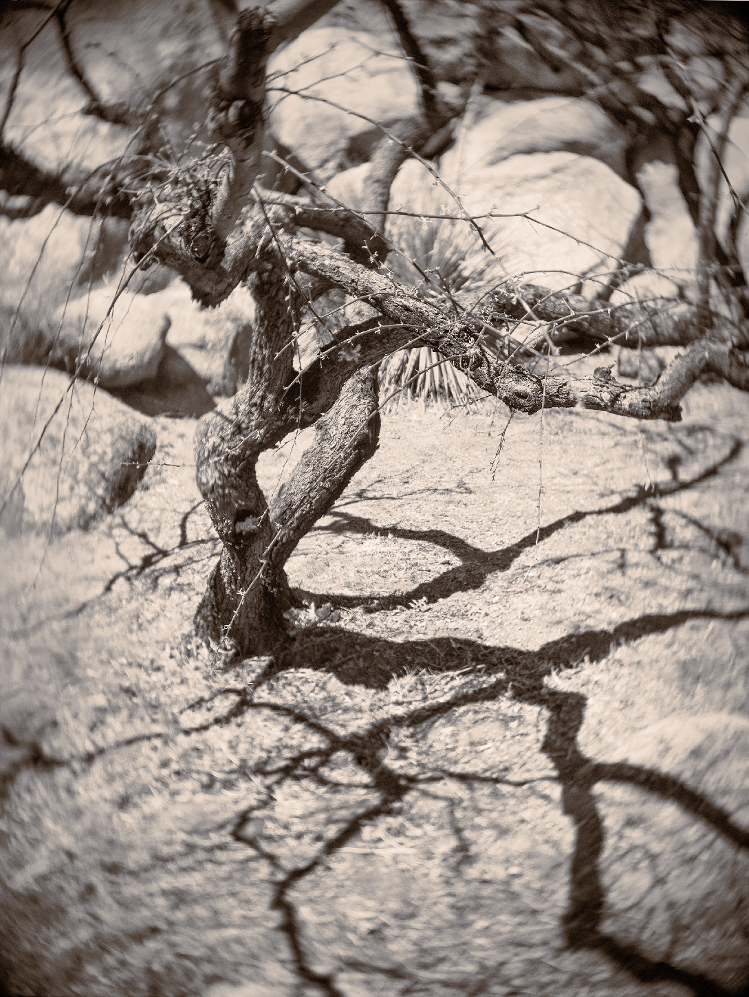 Tucson Mesquite