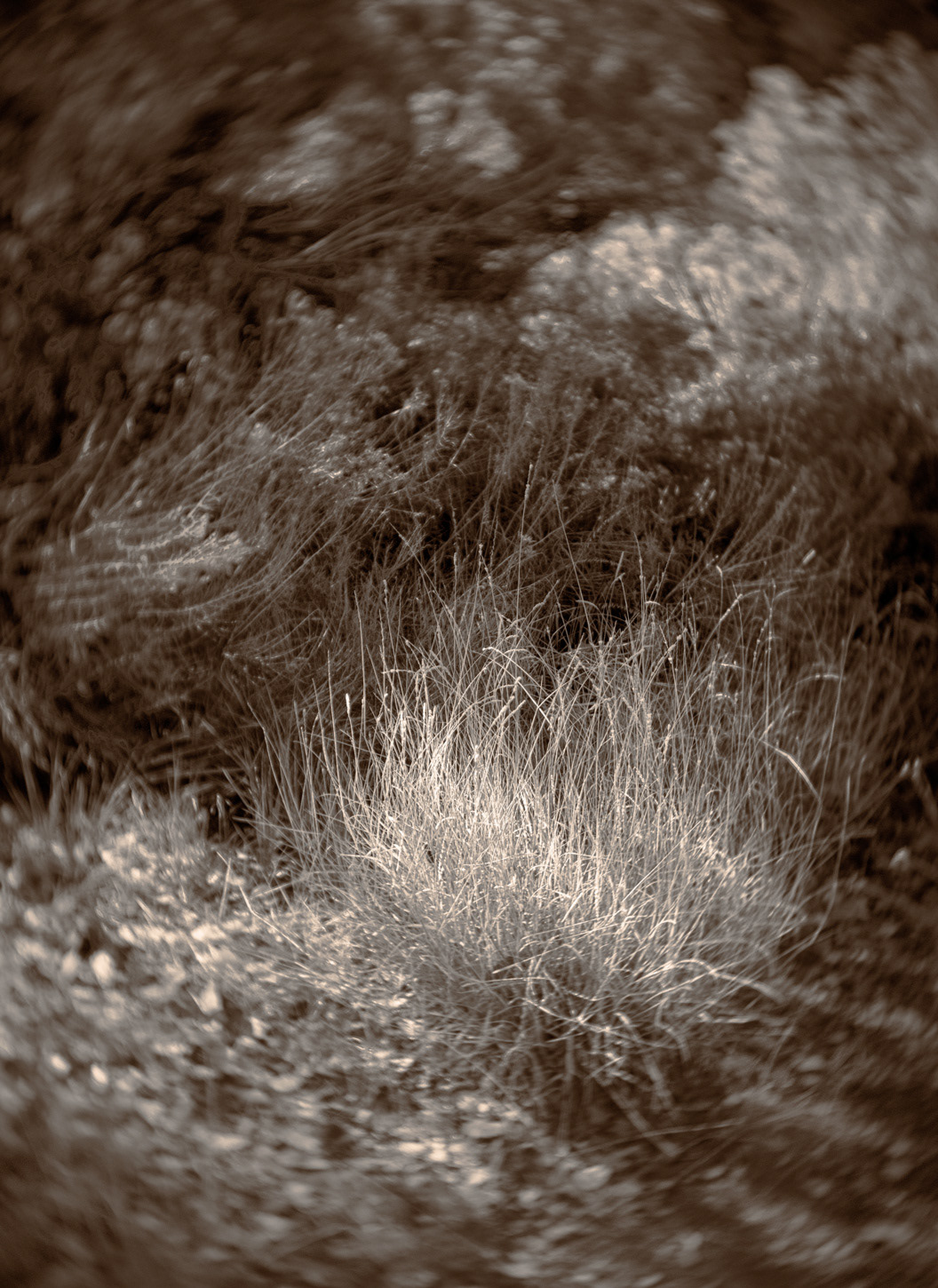 Buffalo Grass Reveal
