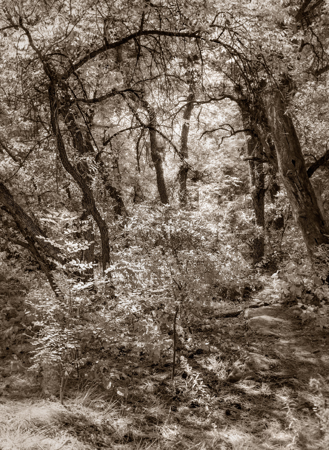 Oak Creek Canyon Path