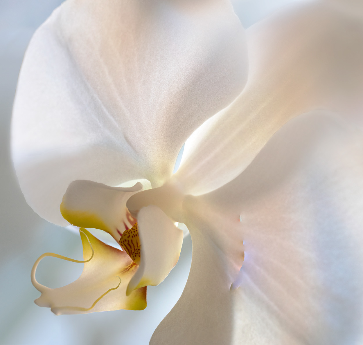 Ava's Orchid