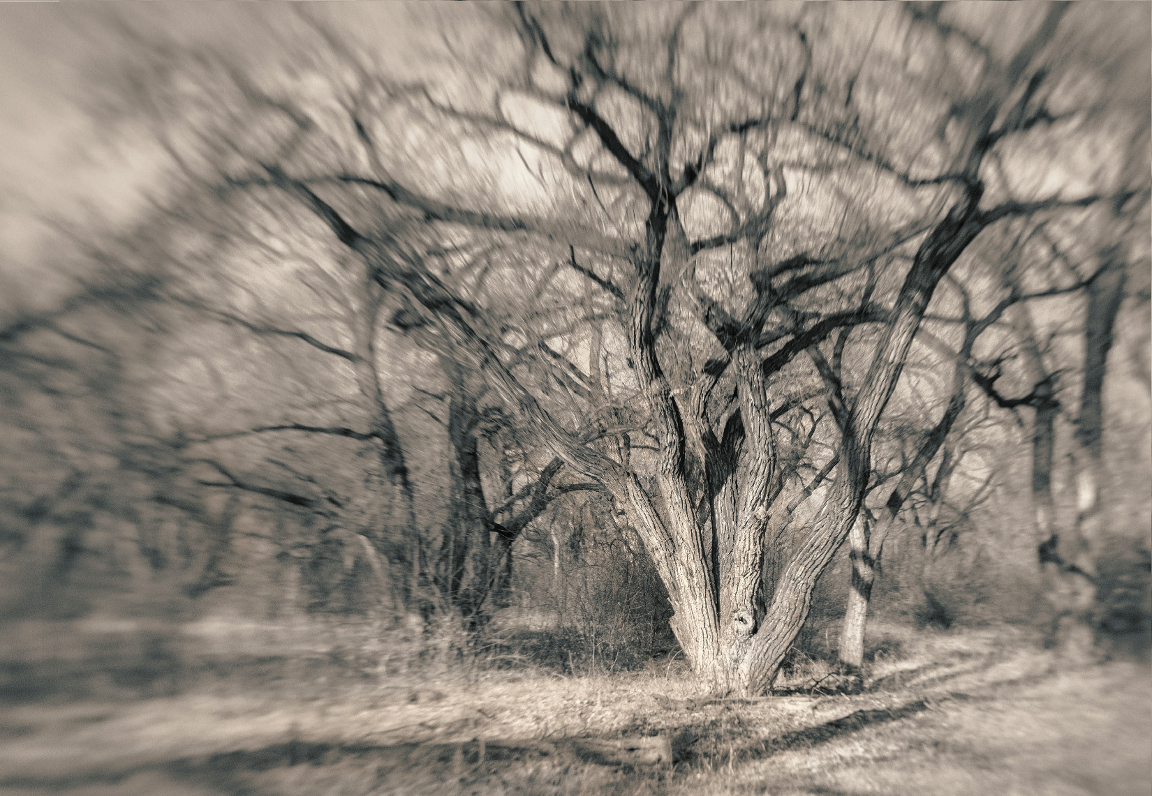 Los Luceros Cottonwood 2