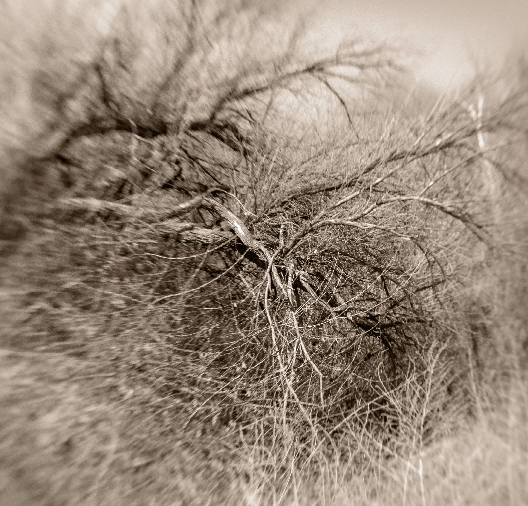 Bosque del Apache 2