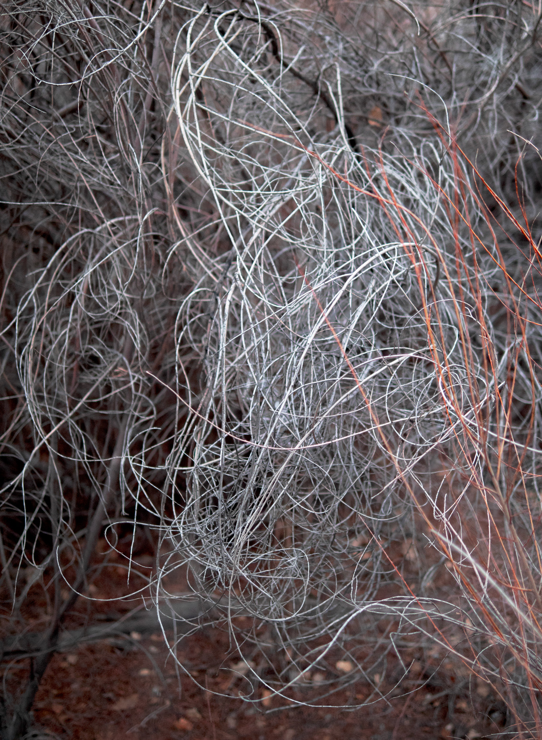 Scribble Reeds, Rio Rancho Bosque