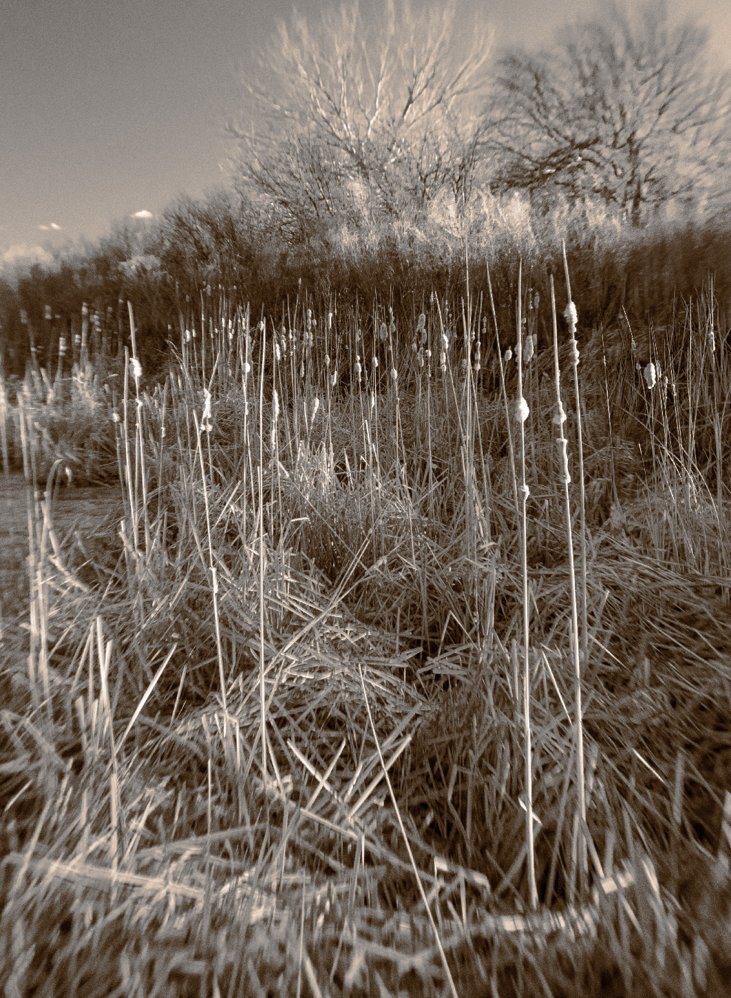 Cattails, Bosque del Apache