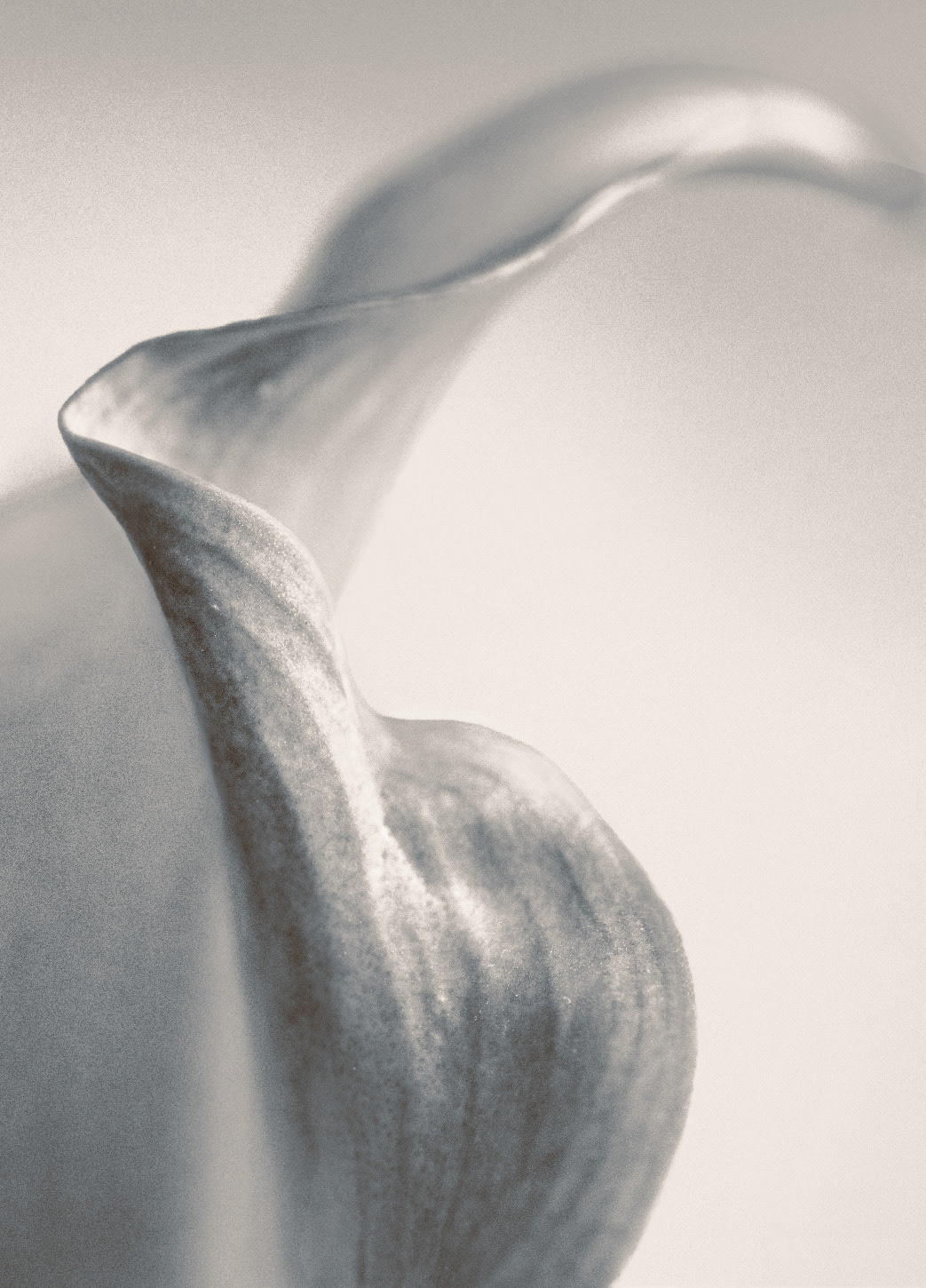 Calla Lilly 2