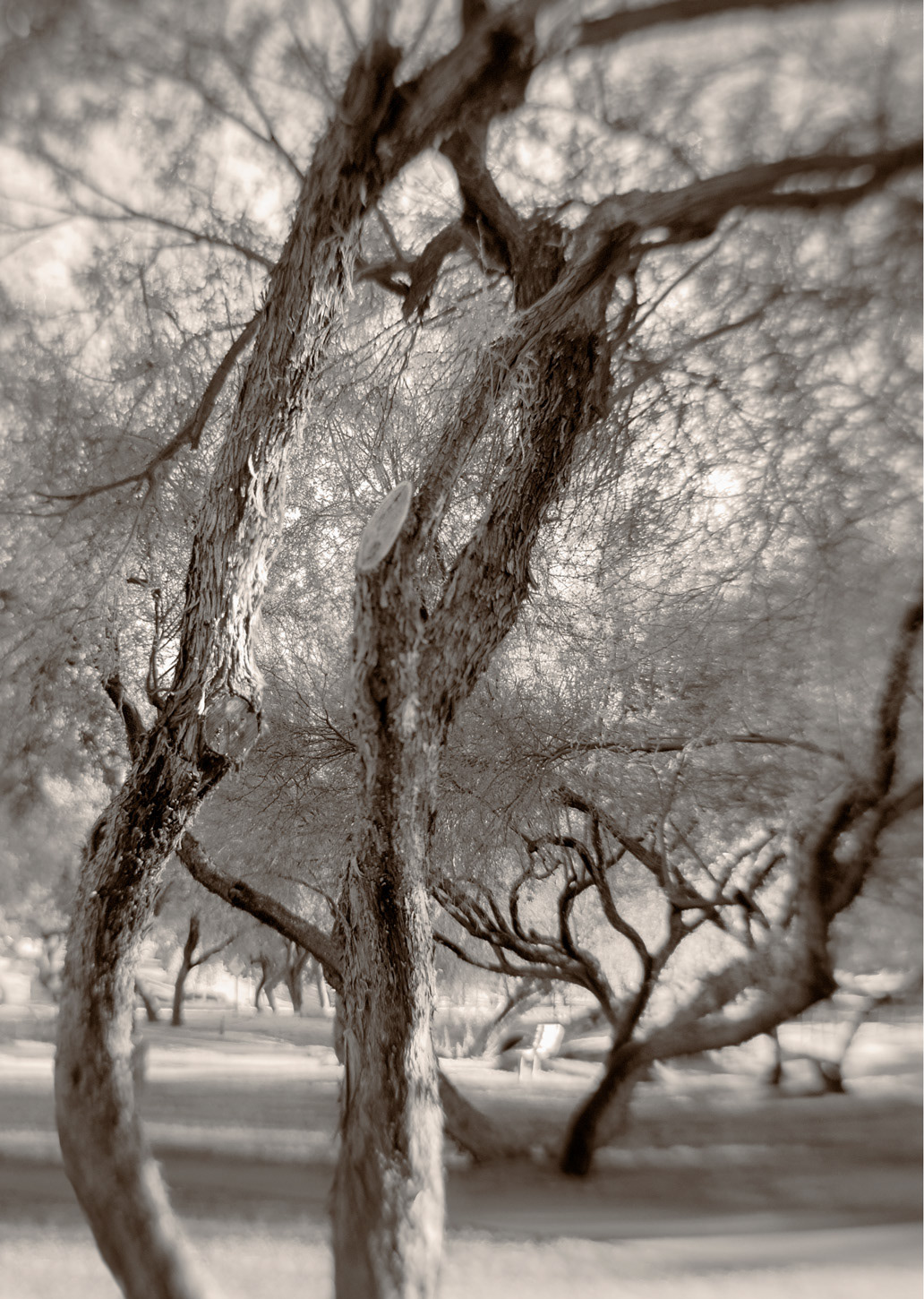 Sedona Mesquite 1