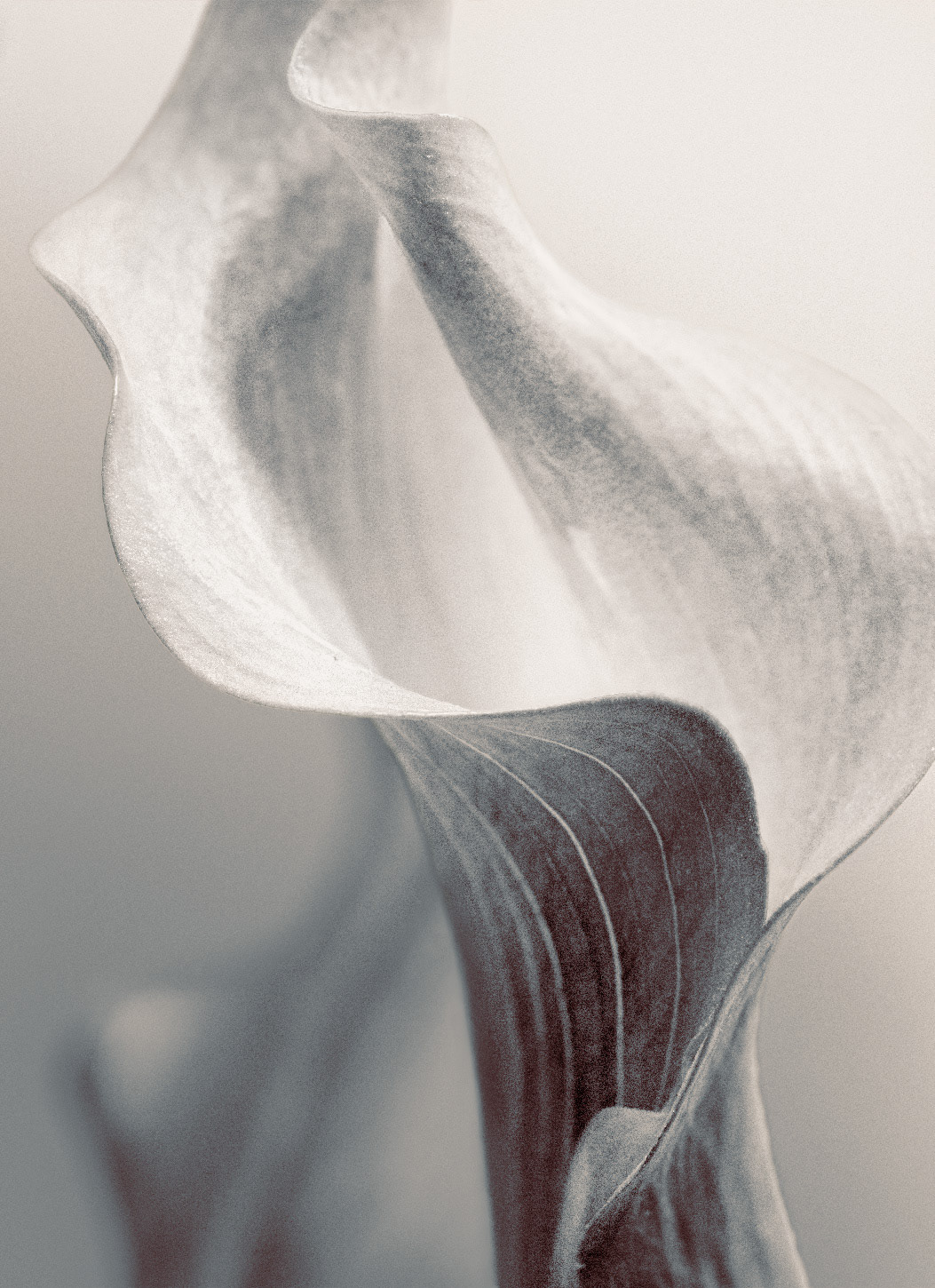 Calla Lilly 3