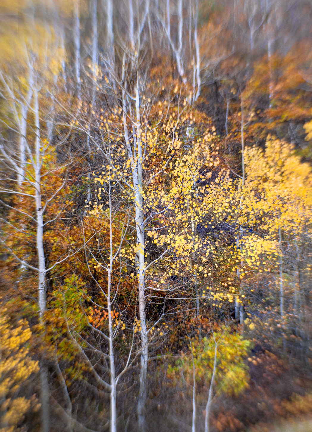 San Juan Aspens